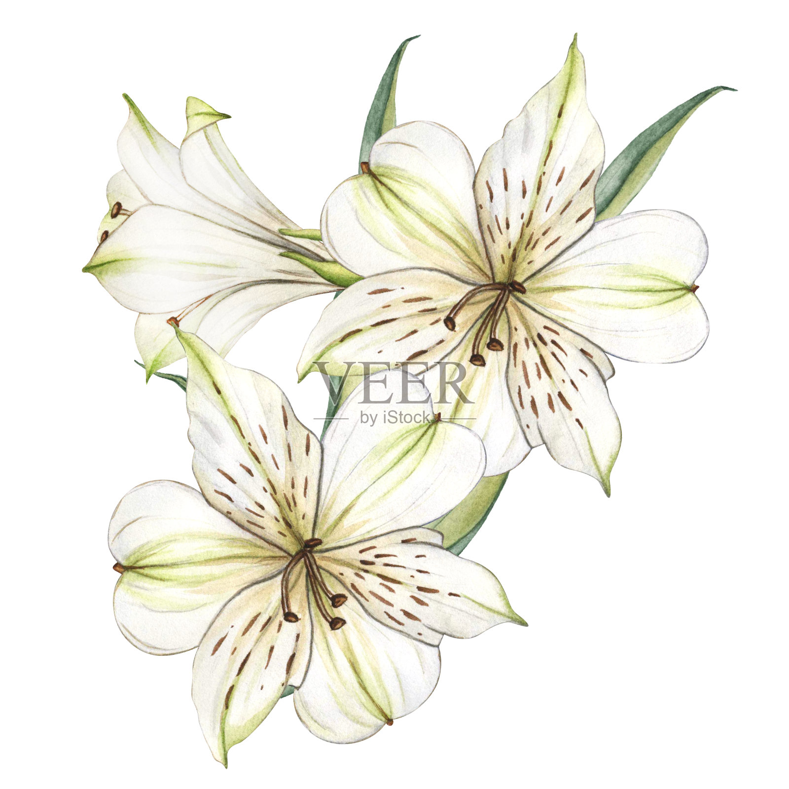 白色的花朵。水彩花卉插图。白色的花束。白色背景上的百合特写。花春天的背景。美丽绽放的构图插画图片素材