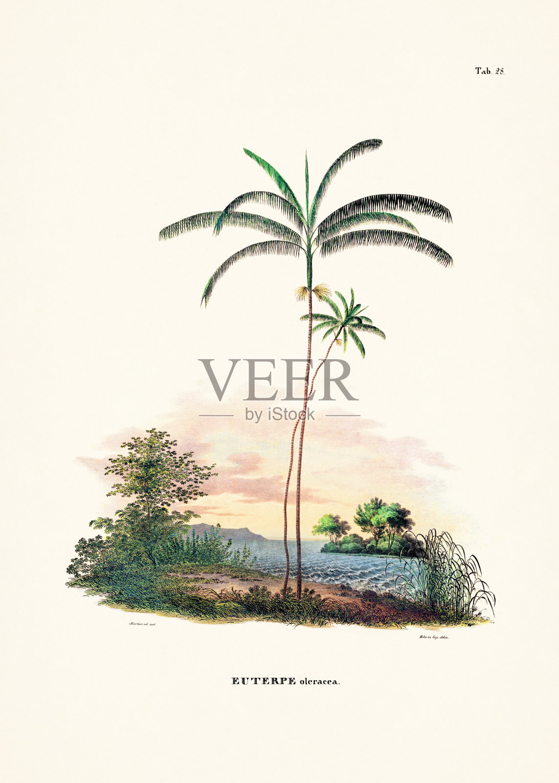 一本19世纪的书中的植物棕榈树插图插画图片素材