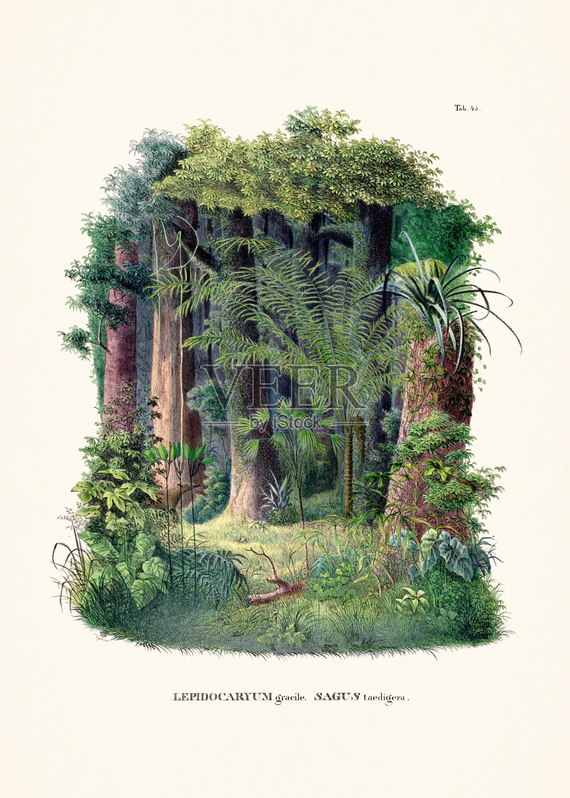 热带雨林。一本19世纪的书中的植物棕榈树插图插画图片素材
