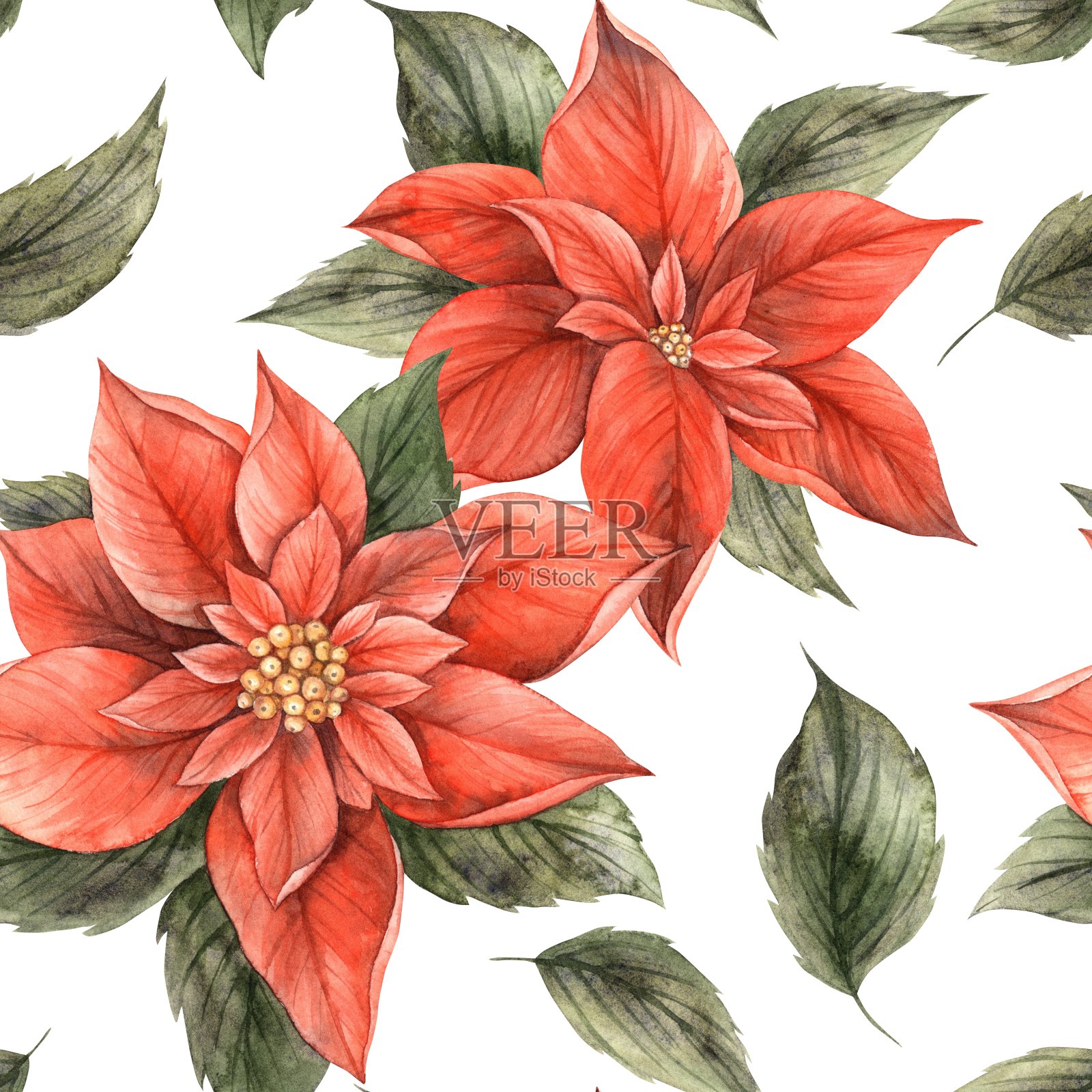 红色的一品红和绿色的叶子。无缝圣诞图案手绘在一个白色的背景上的植物风格。适用于圣诞包装纸，纺织品，卡片，数码或印刷设计。插画图片素材