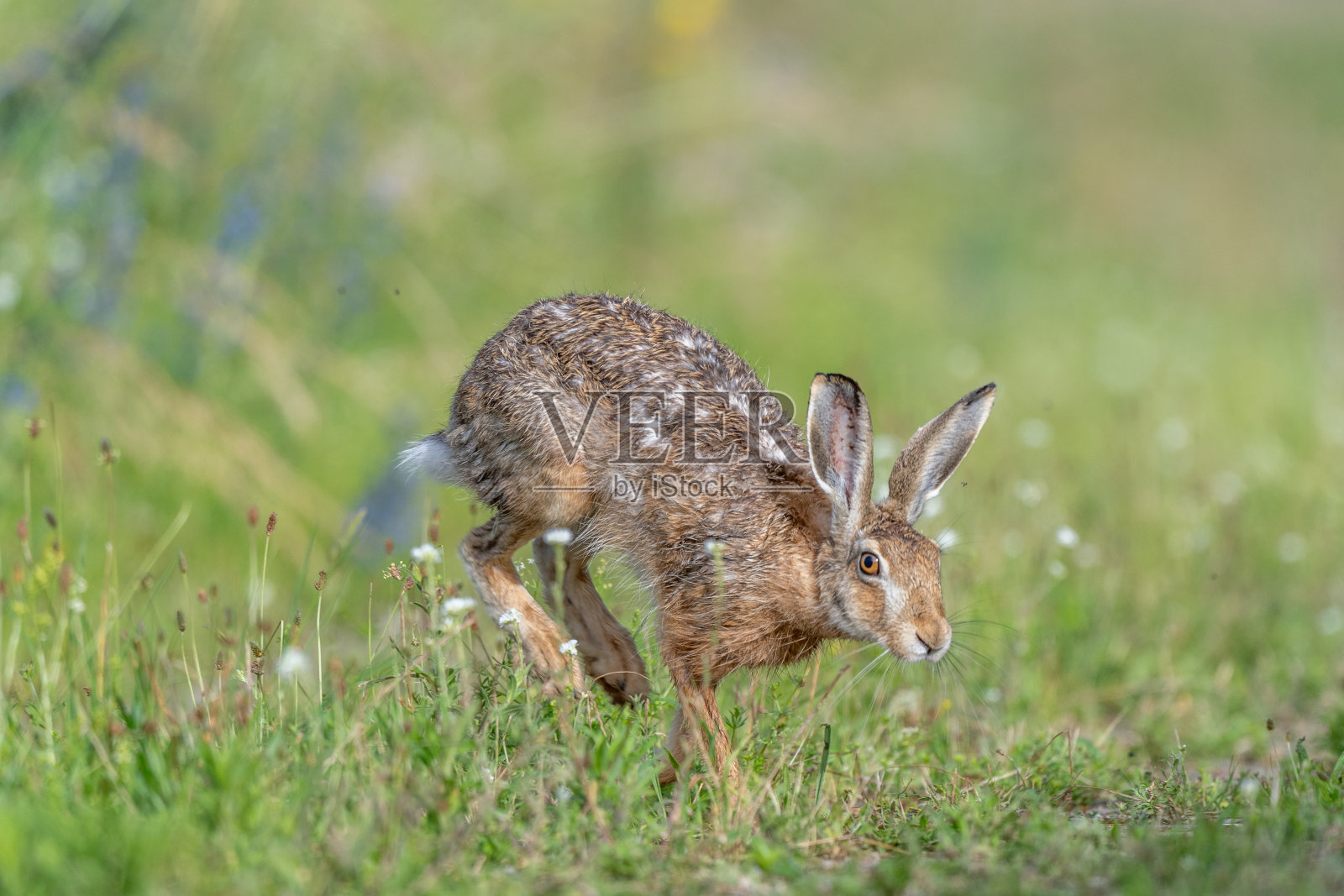 欧洲野兔(学名Lepus europaeus):在草地上跳跃的棕色野兔照片摄影图片