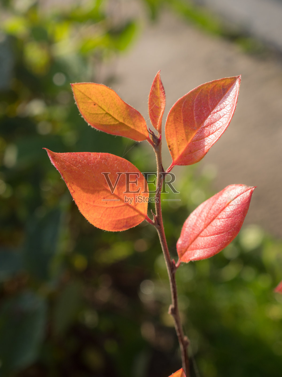 秋天有红叶的樱桃枝照片摄影图片