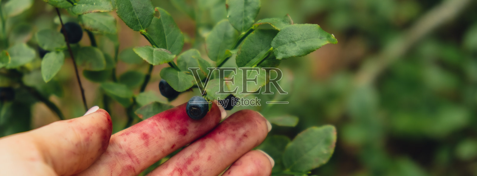 在森林里采摘蓝莓的女性手带着绿叶。收获的浆果，在森林中收集、收获和采摘浆果的过程。复制空间夏季成熟野生黑莓越橘灌木。照片摄影图片