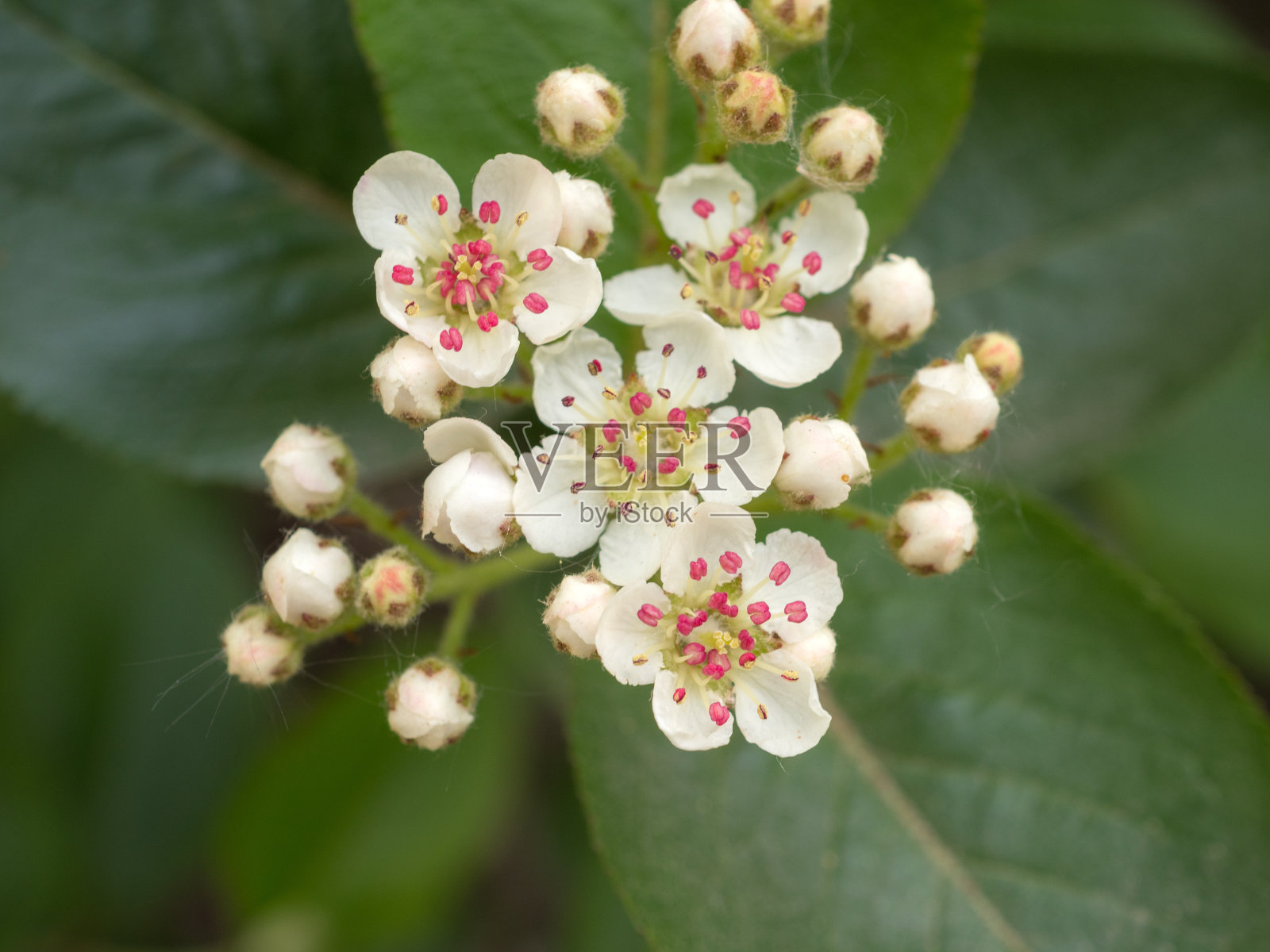 樱桃在春天的一天关闭照片摄影图片