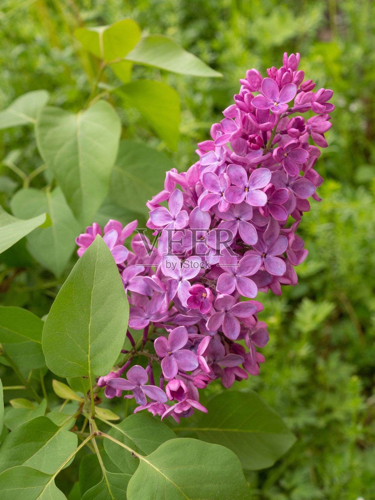 丁香在春天开花照片摄影图片