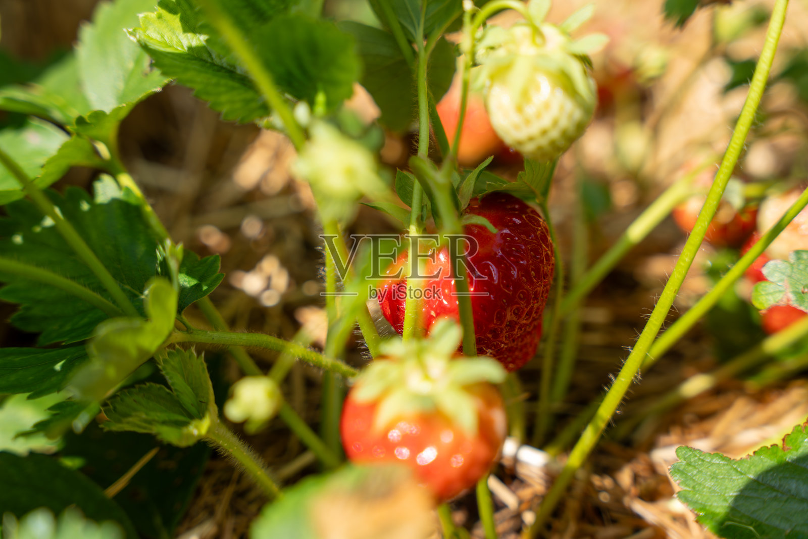 一株植物上长着一串草莓照片摄影图片