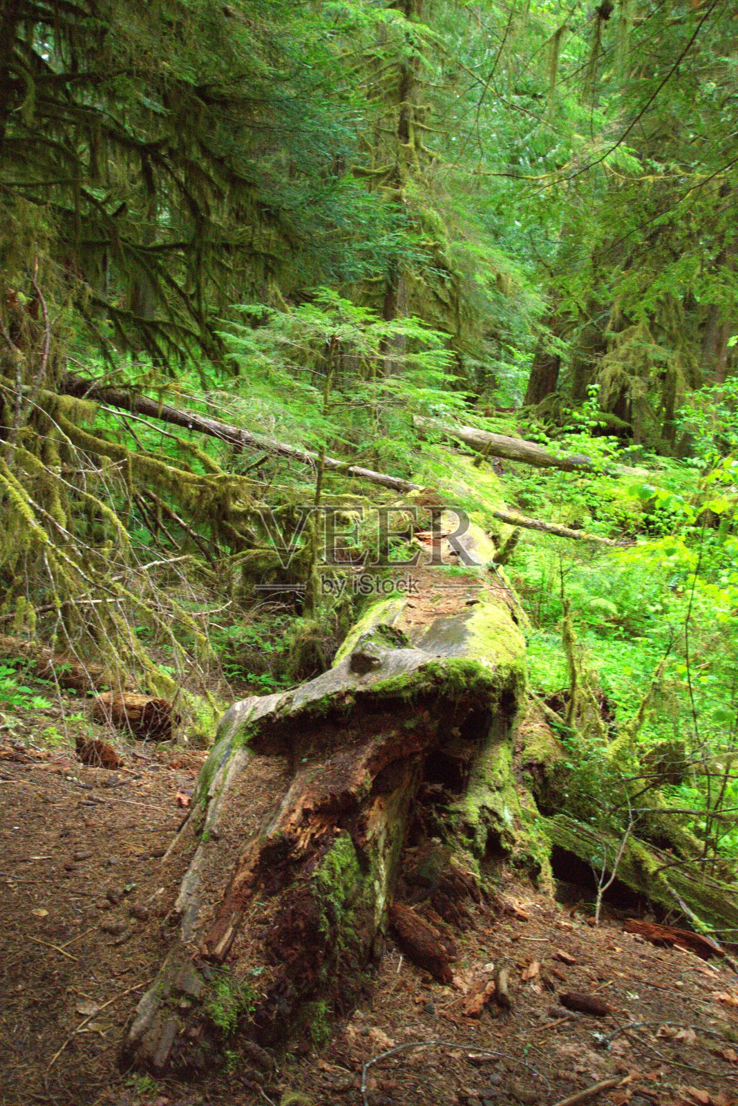 沿着被苔藓和真菌覆盖的倒下的原木在茂密的松树林地观看照片摄影图片