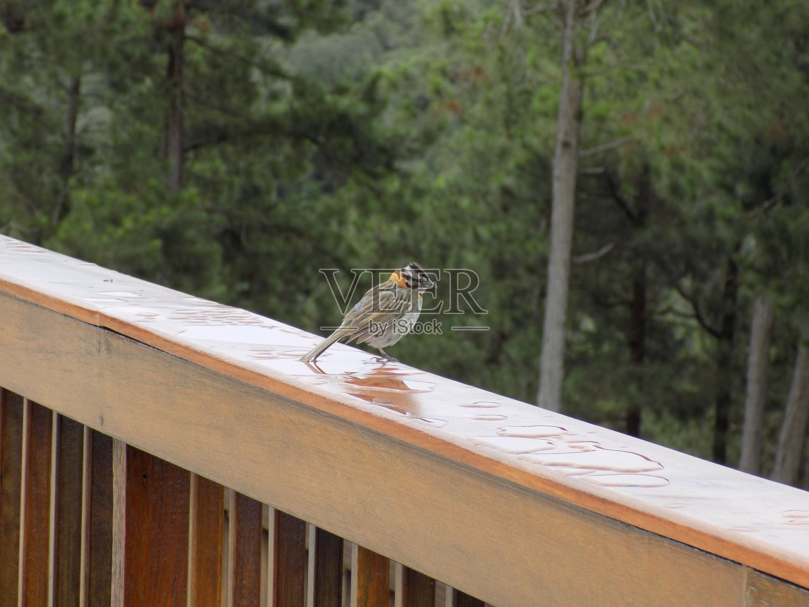 雨后的小鸟照片摄影图片