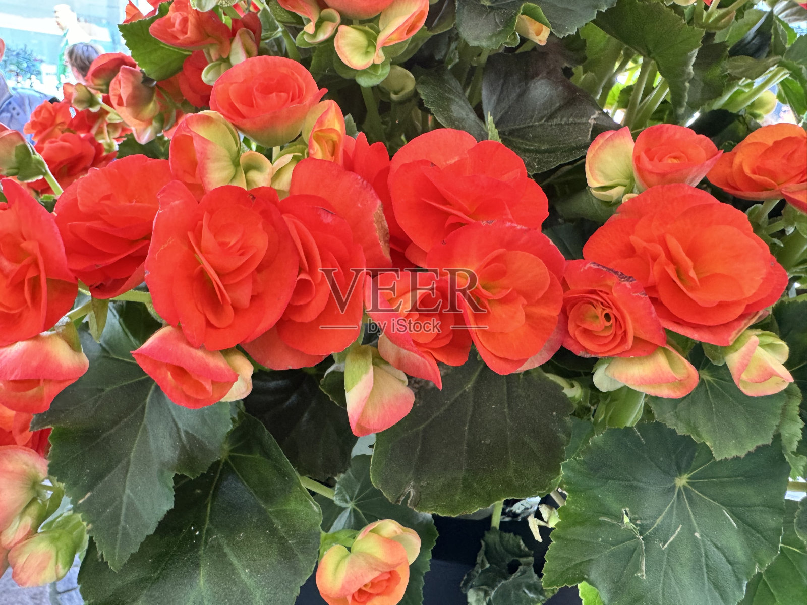 系列2#灿烂不间断红色秋海棠的一部分照片摄影图片