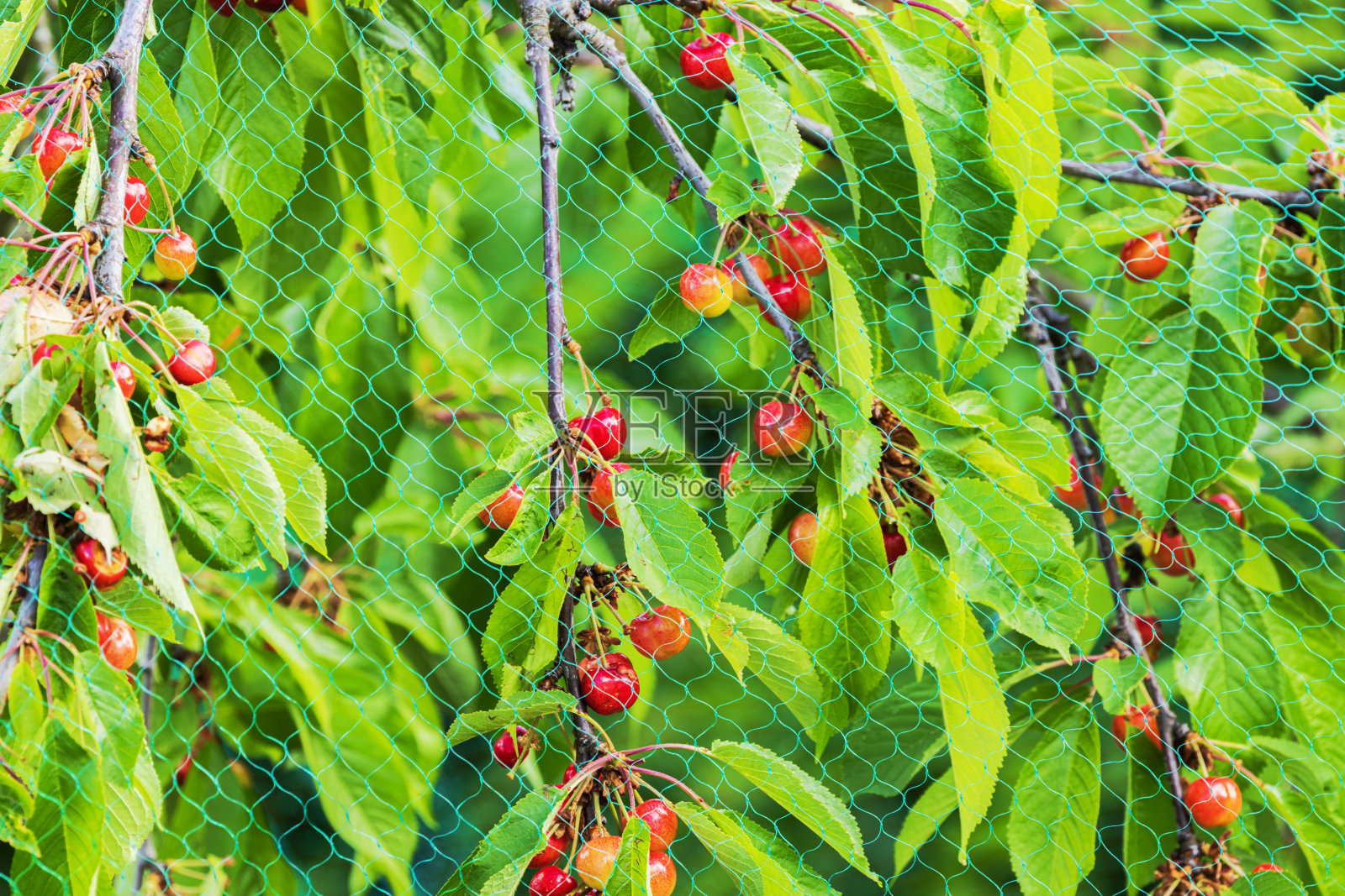 Сlose-up花园中覆盖着鸟网的樱桃树的景色。照片摄影图片