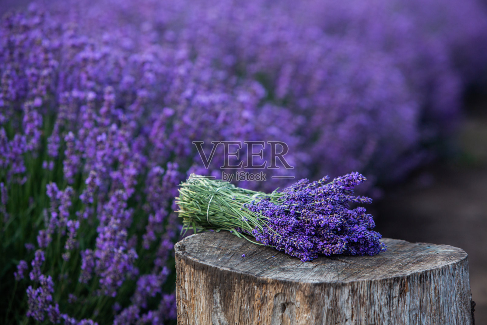 普罗旺斯山区薰衣草地里的花朵。照片摄影图片
