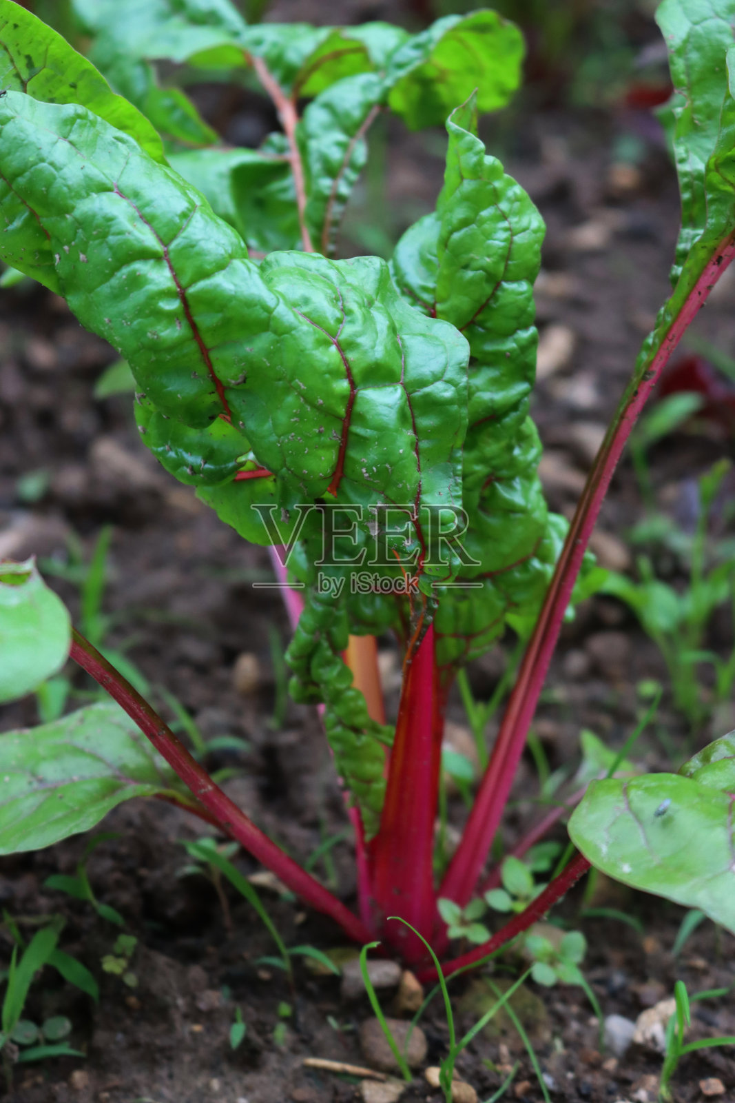 彩虹瑞士甜菜植物生长在蔬菜园里照片摄影图片