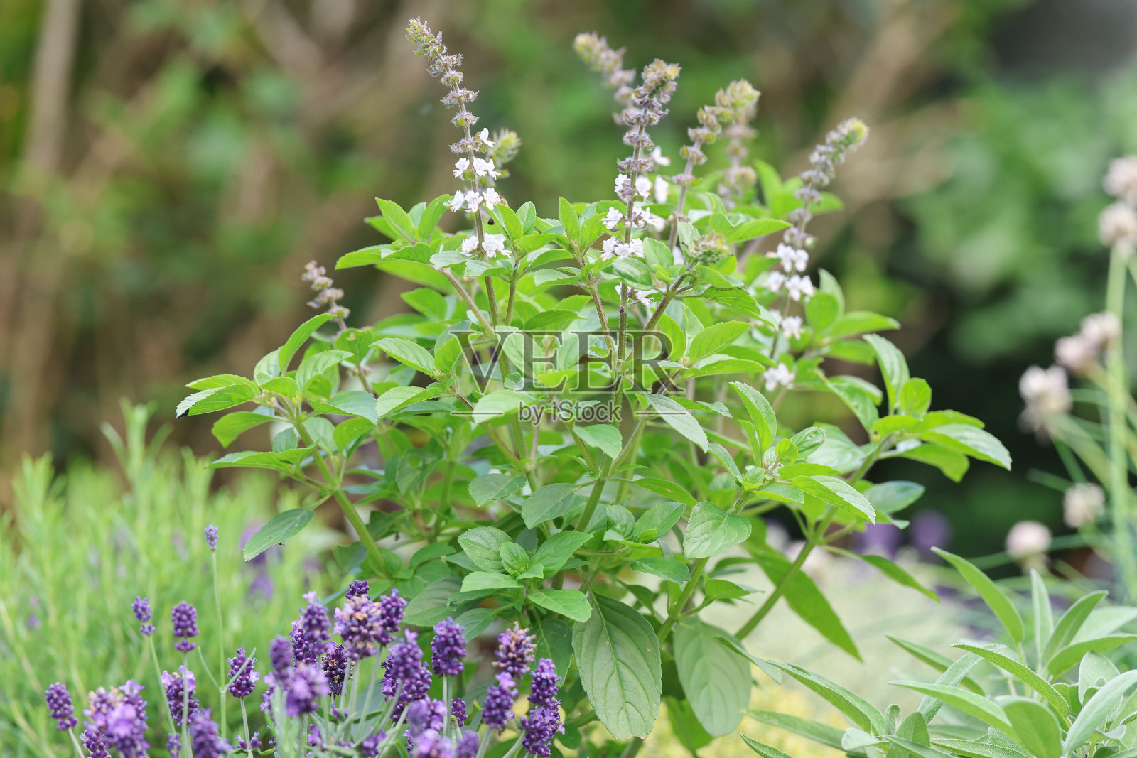 美丽的景色，一个凸起的草药床充满了罗勒，在开花的罗勒和紫色的薰衣草花在农舍花园。照片摄影图片