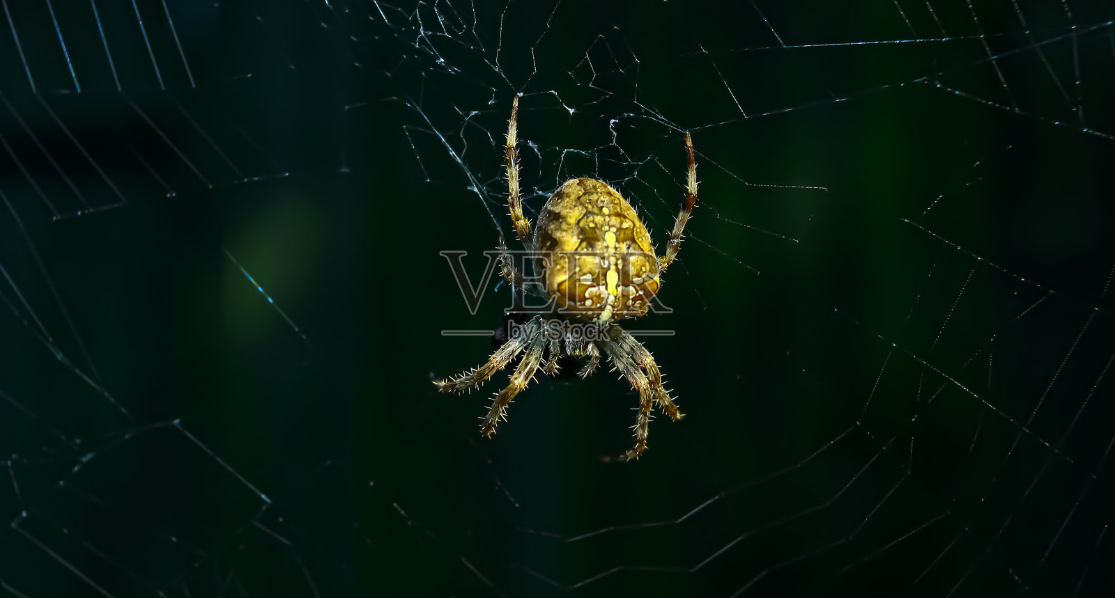 一只可怕的欧洲花园蜘蛛或等待猎物的蜘蛛的微距照片。蜘蛛的特写镜头很棒照片摄影图片