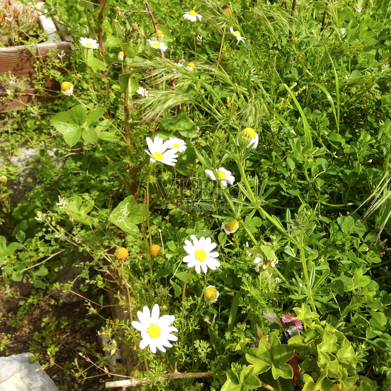 雏菊花照片摄影图片
