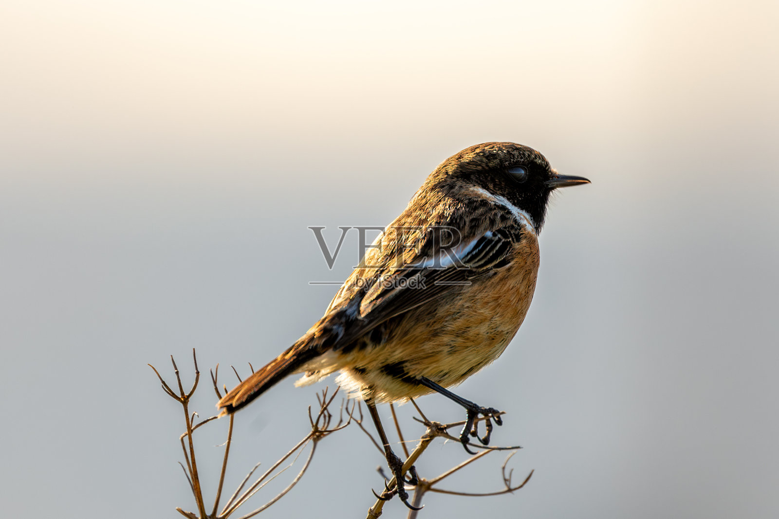 石头翁(石头翁属)-常见于欧洲、北非和西亚照片摄影图片