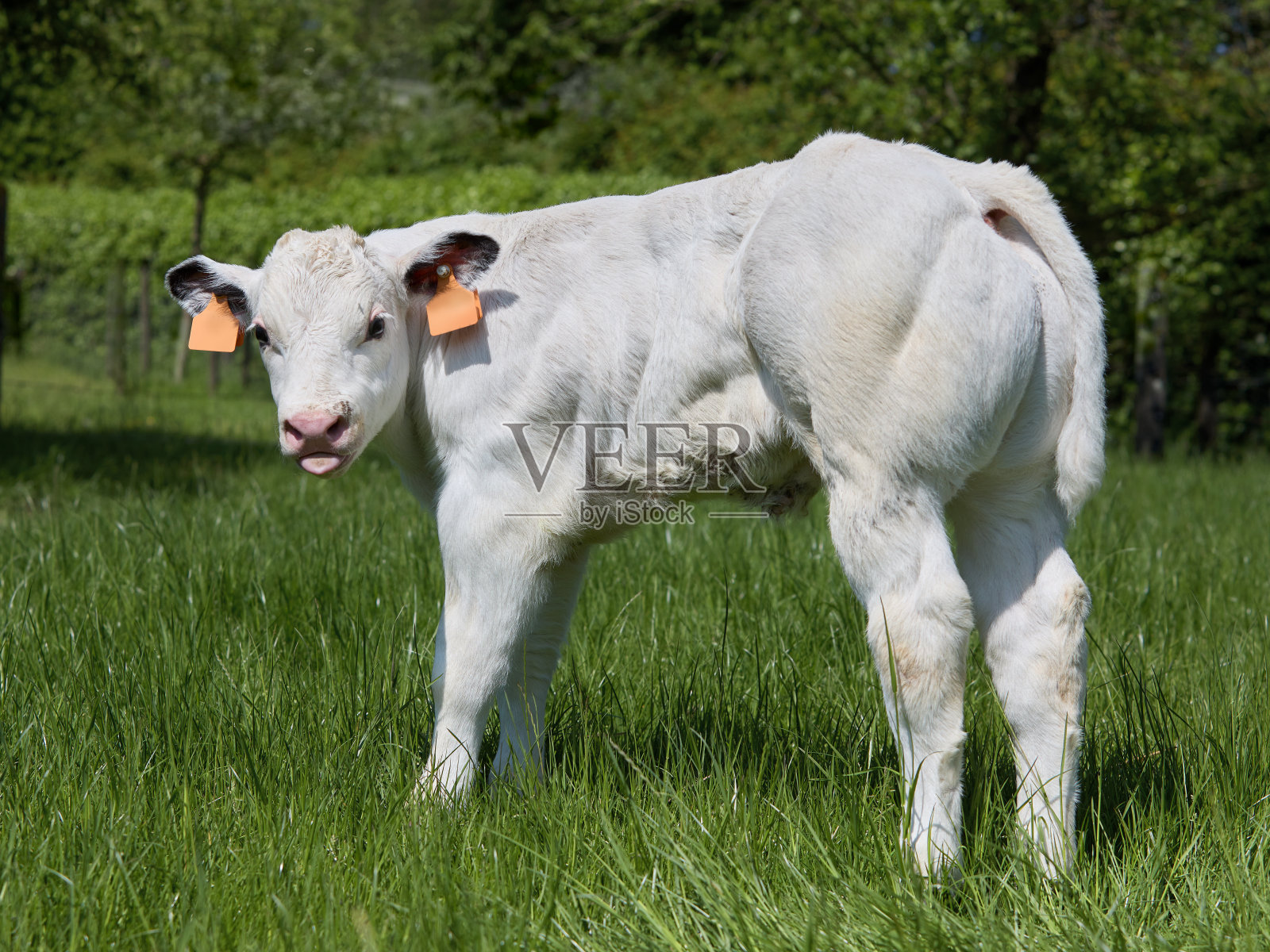 草地上的小白牛犊照片摄影图片