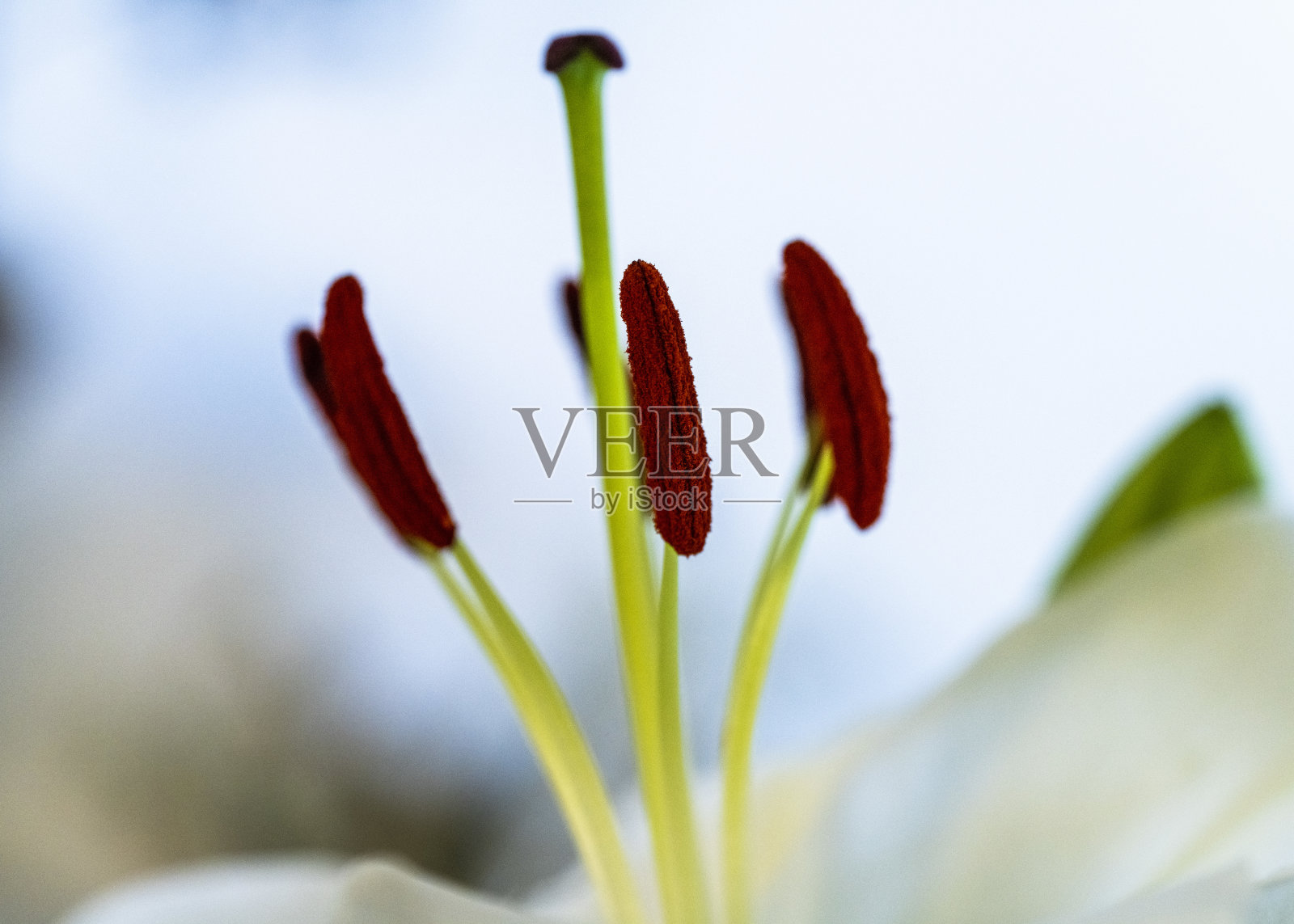 白色的百合照片摄影图片