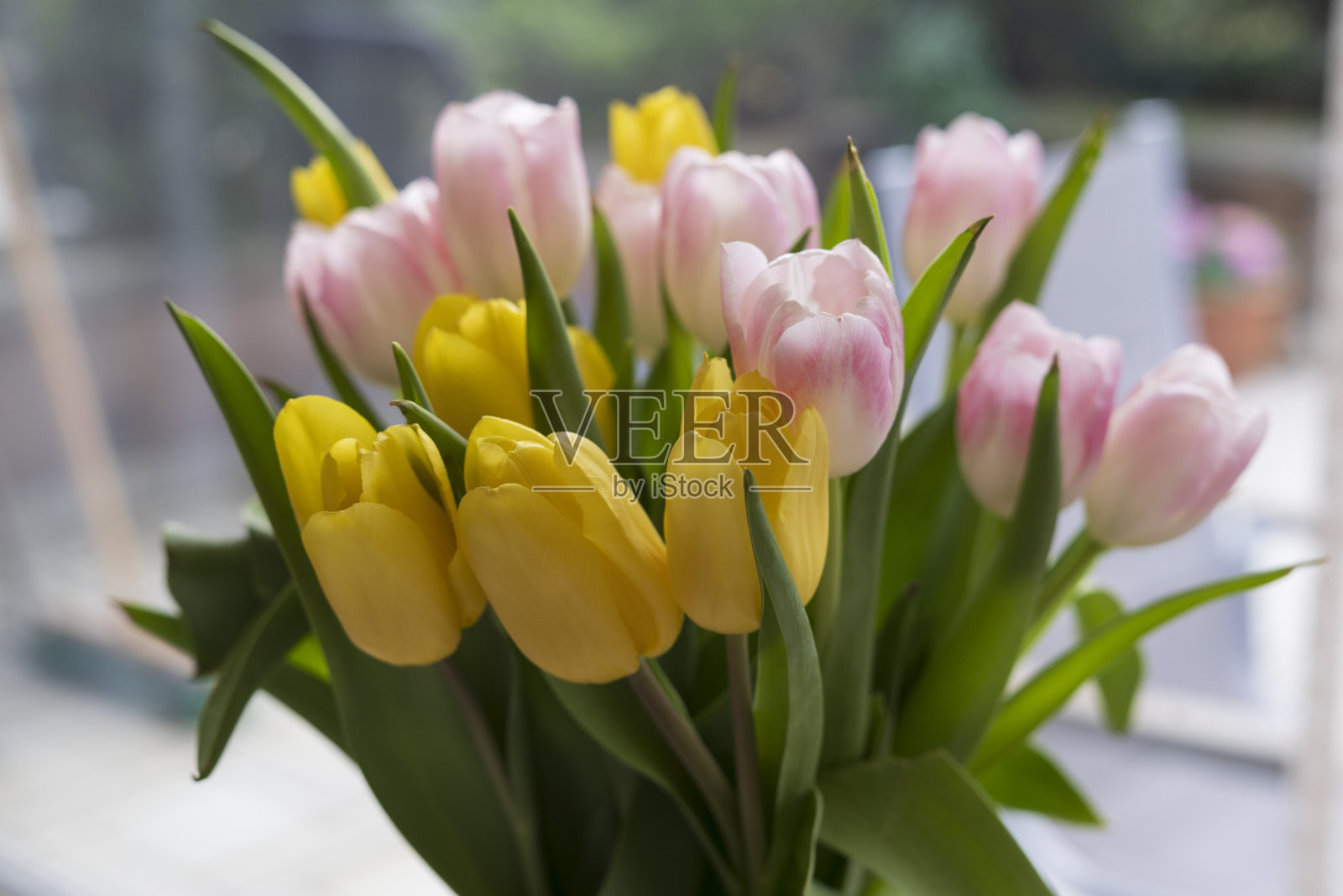 桌上有一束五颜六色的郁金香。春天的欢乐、欢庆和清新的概念照片摄影图片