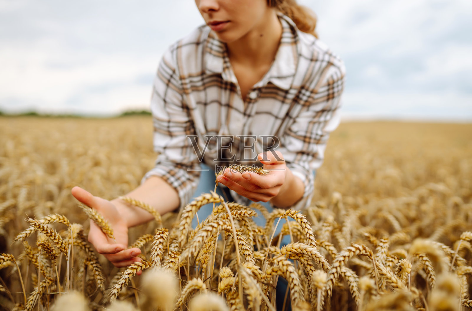 农艺师妇女抱着麦穗，检查麦粒的质量。照片摄影图片