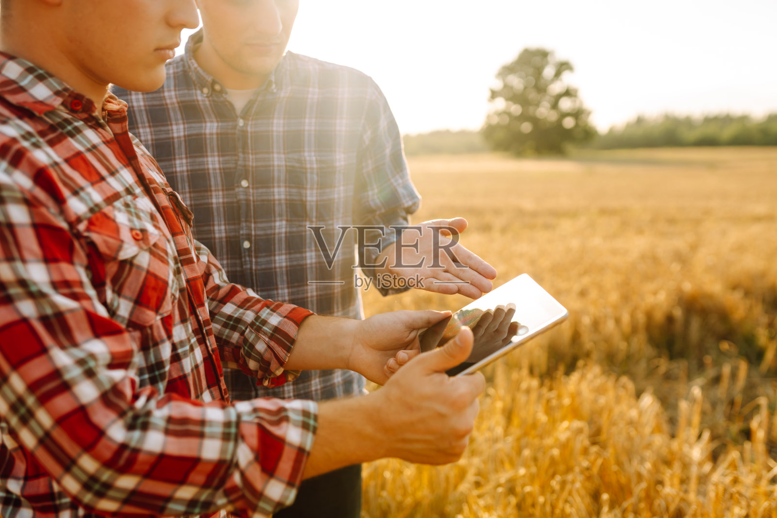 两个农民在麦田里和平板电脑一起工作。照片摄影图片