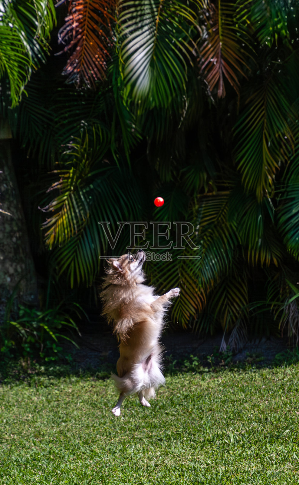 跳跃的波美拉尼亚吉娃娃狗玩球照片摄影图片