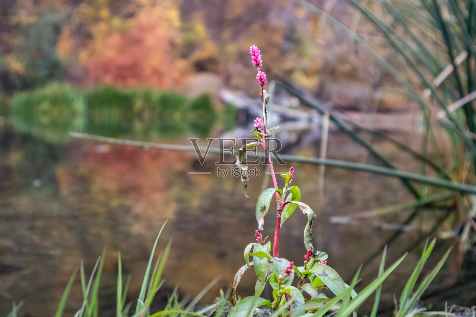 秋江上的粉花水草照片摄影图片