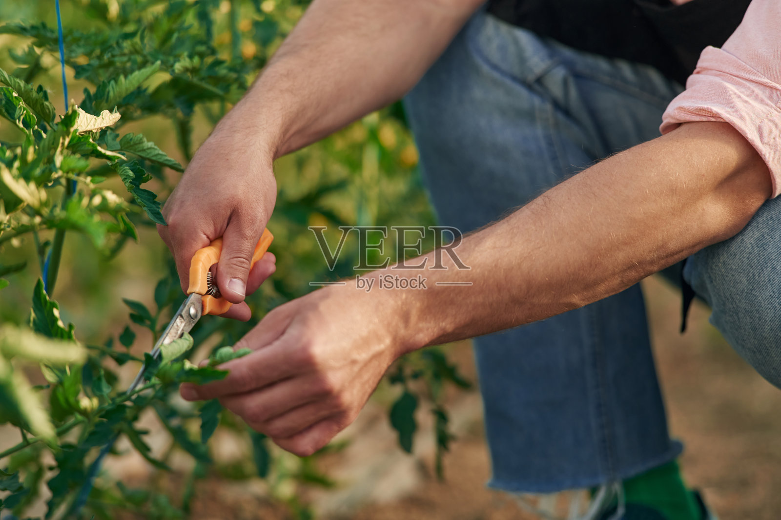 手里拿着剪刀。温室里的人正在处理植物照片摄影图片