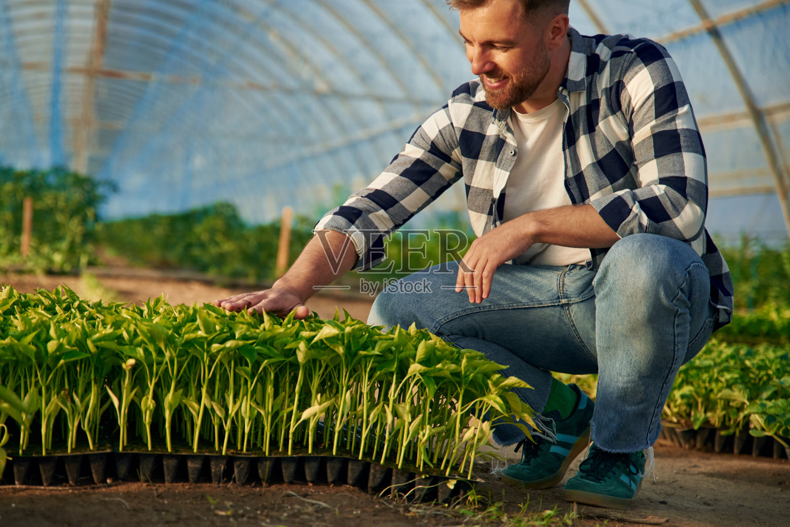 坐着照顾植物。人类正在温室里工作照片摄影图片