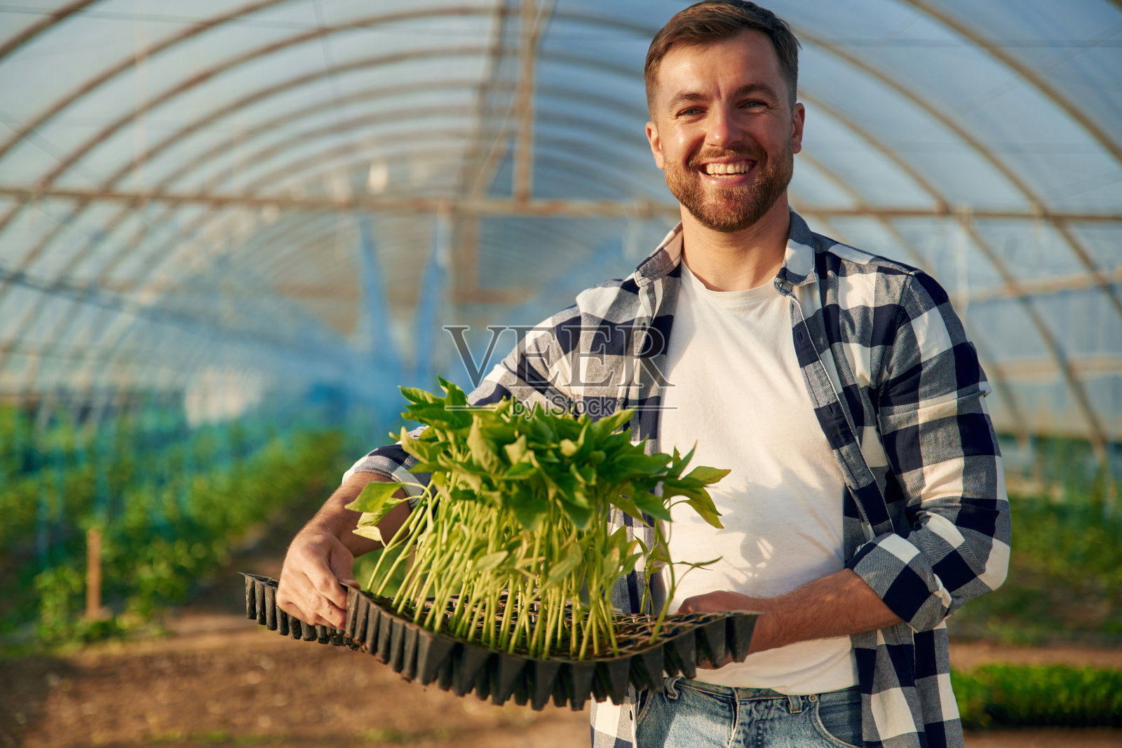 许多植物在手中。人类正在温室里工作照片摄影图片