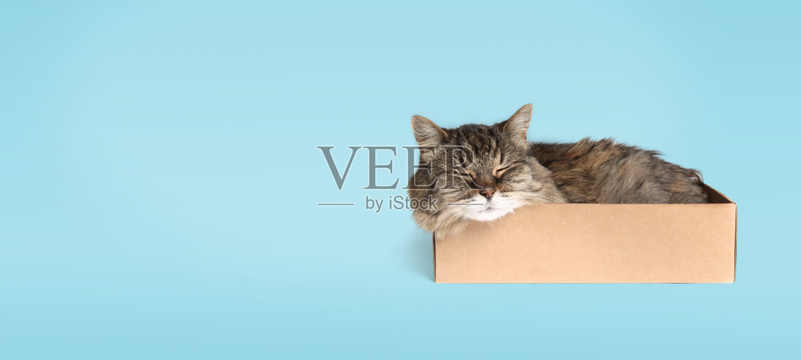 在彩色背景的盒子里放松的猫。照片摄影图片