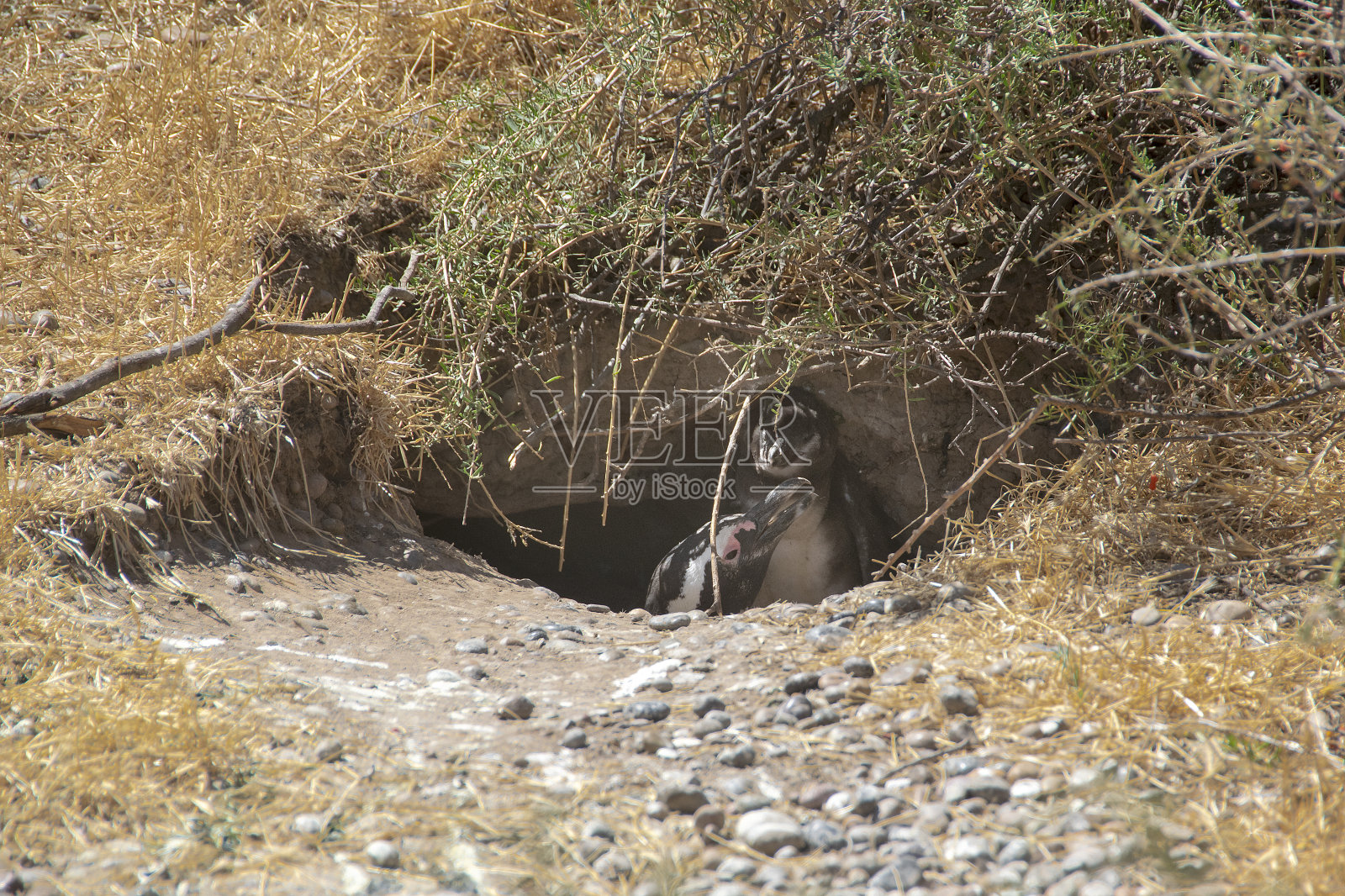 麦哲伦企鹅在阿根廷丘布特的蓬塔汤博筑巢照片摄影图片