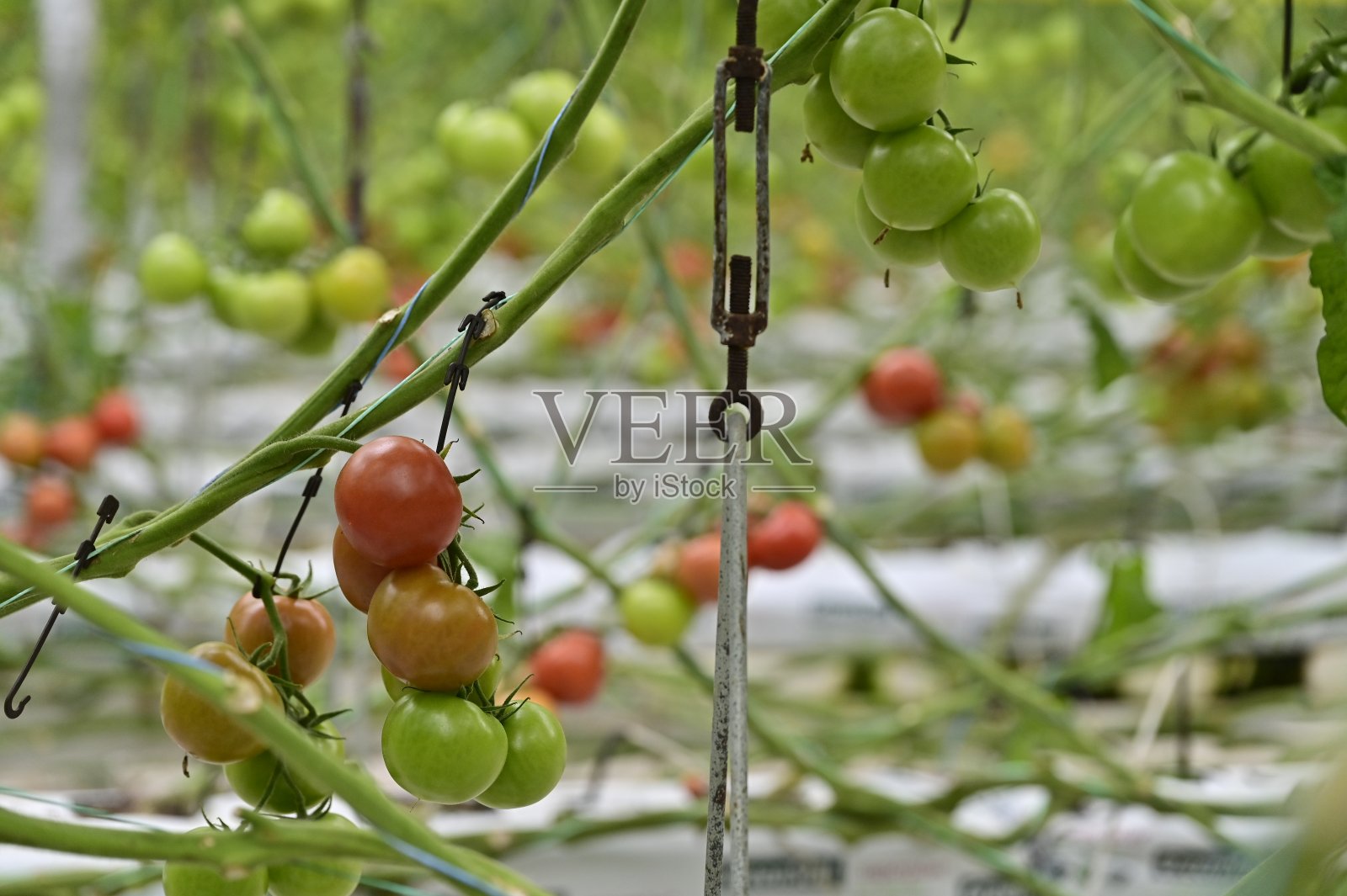 水培温室里的西红柿。照片摄影图片