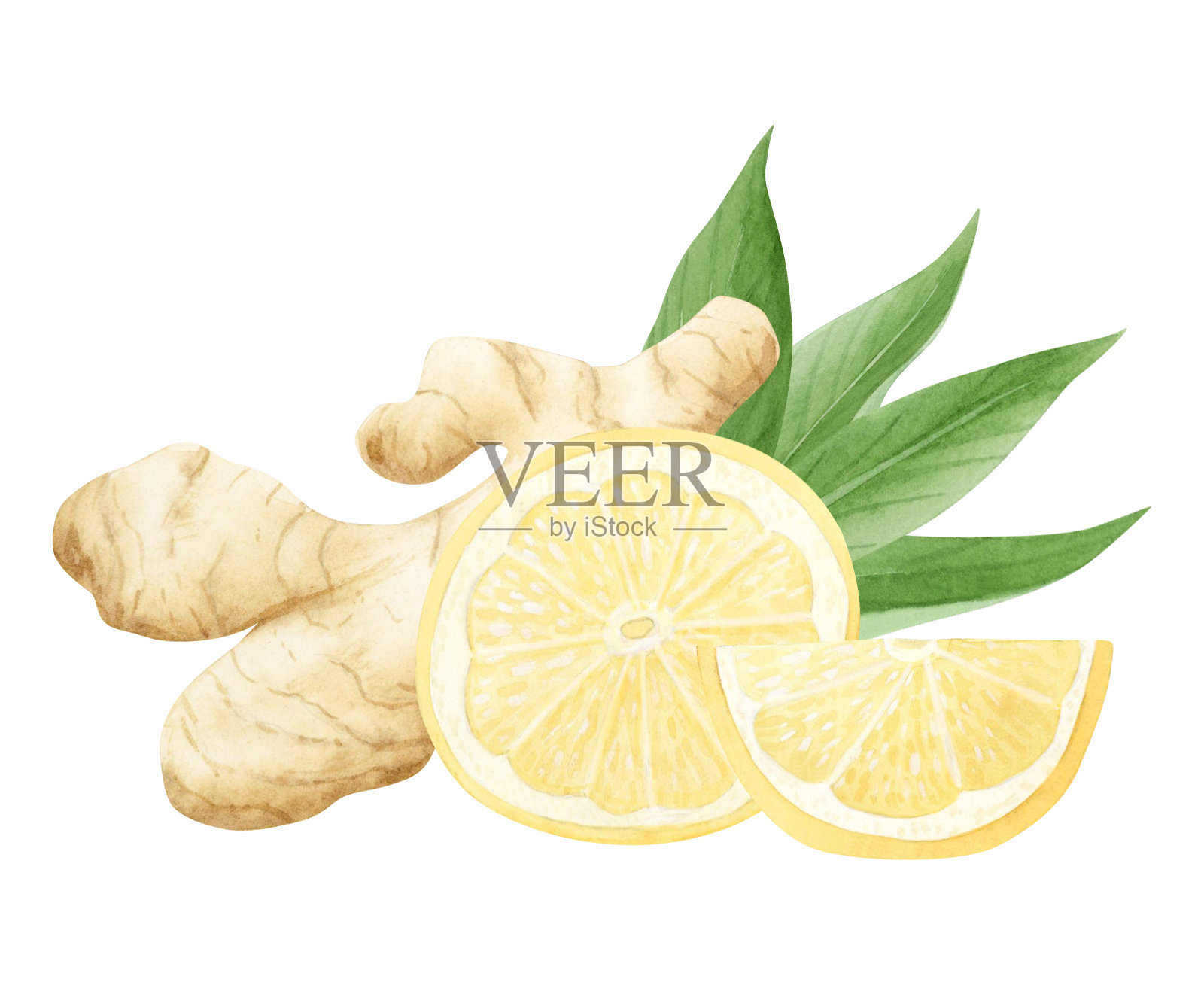 水彩柠檬与姜根和蔬菜片插图在柔和的黄色，米色和绿色孤立的白色。柑橘类水果用于传统医药配方插画图片素材