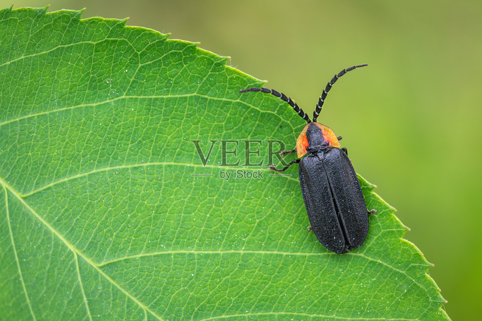 黑萤火虫，(Lucitota atra)， Lampyride noir。照片摄影图片