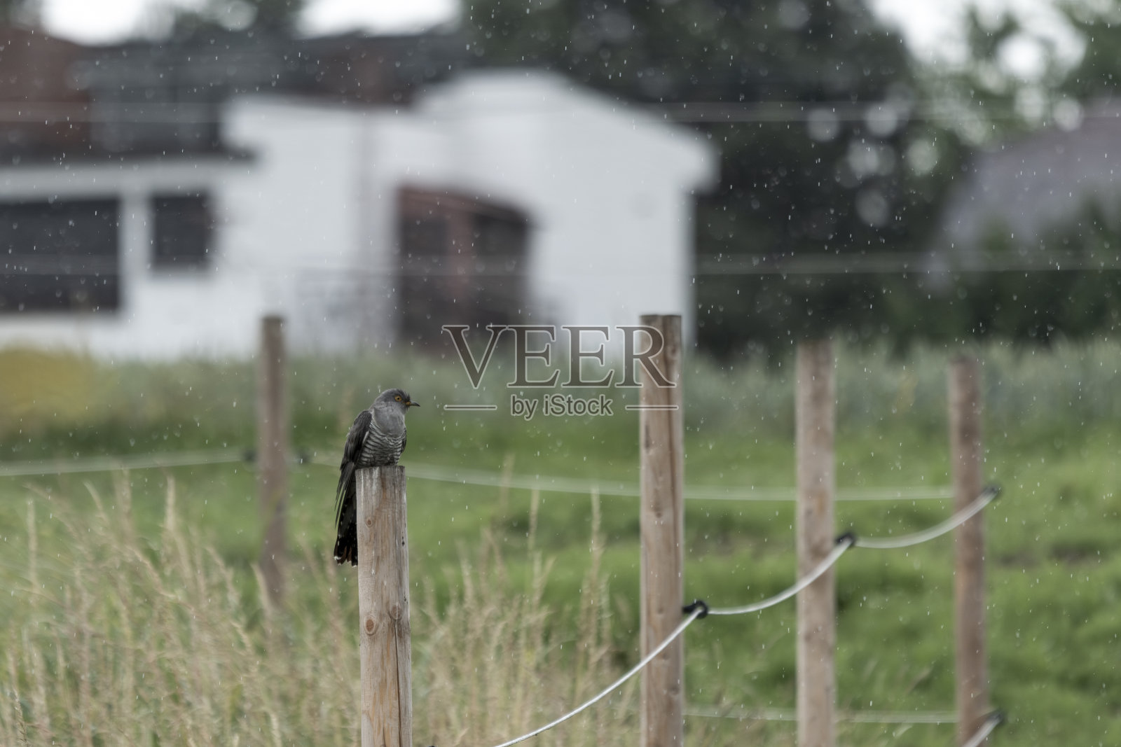 布谷鸟在城市建筑的背景下照片摄影图片