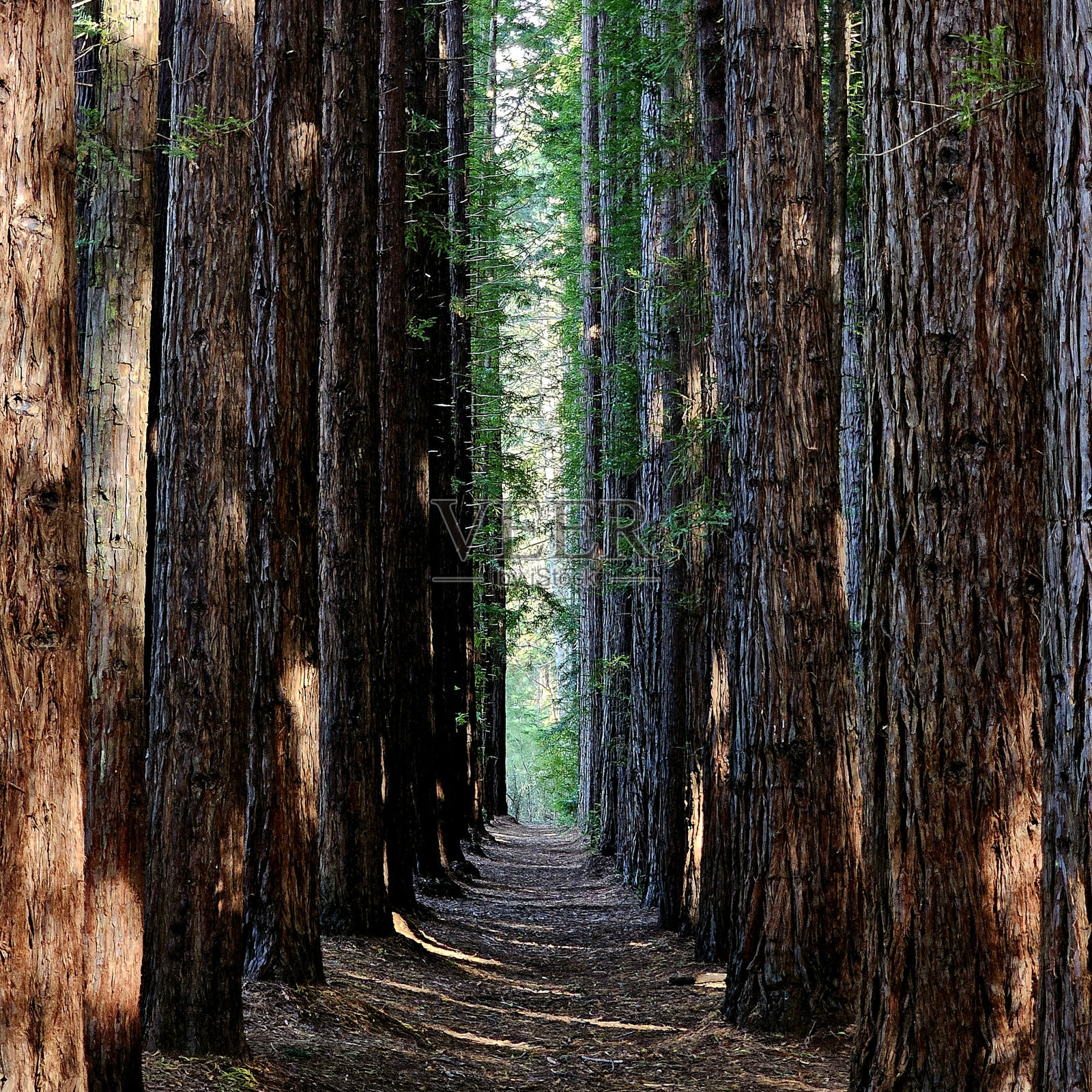 松树小径照片摄影图片