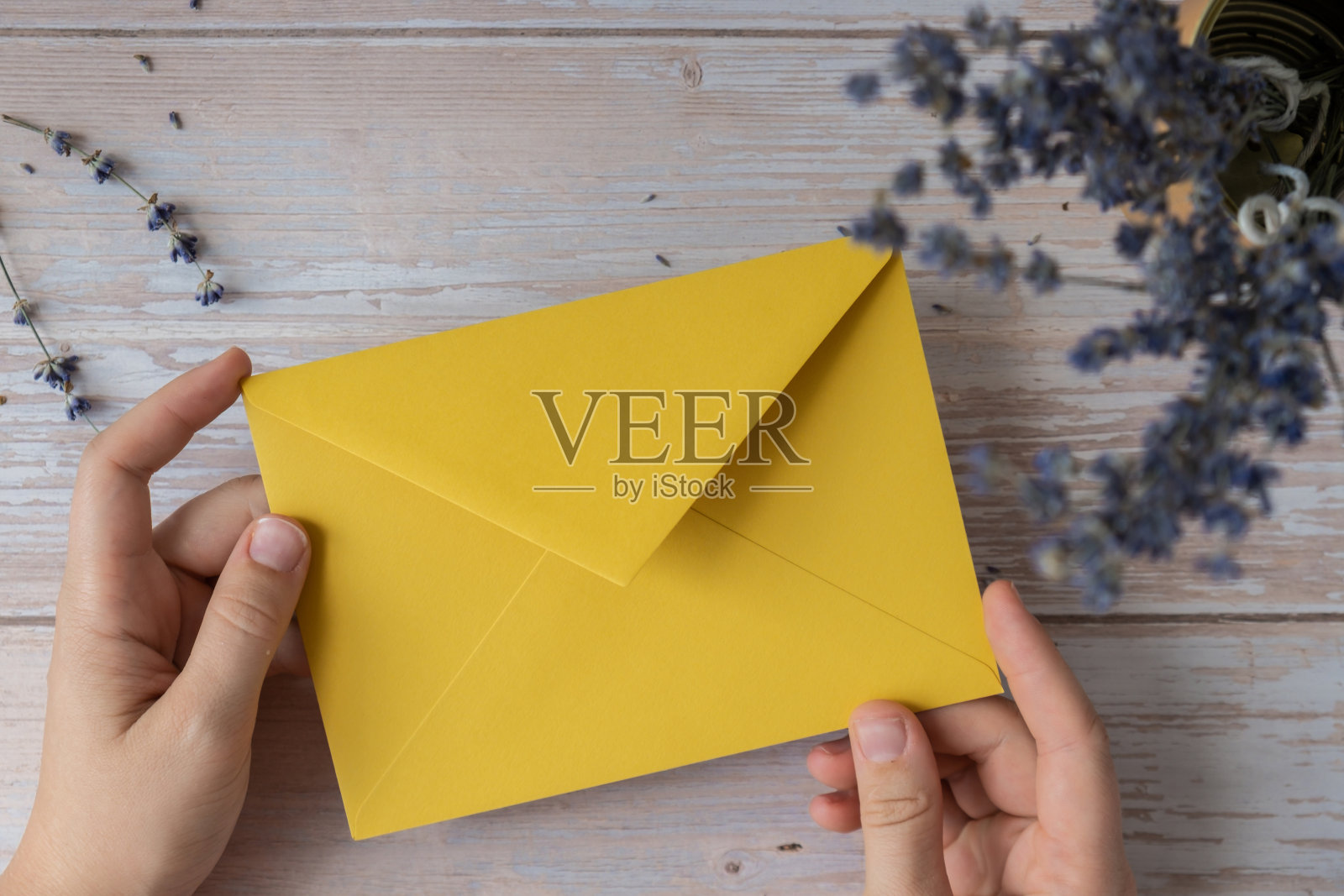 女性的手拿着黄色的信封，上面有干燥的薰衣草花。复制空间模板模拟。前视图。婚礼请柬明信片概念。商业广告照片摄影图片