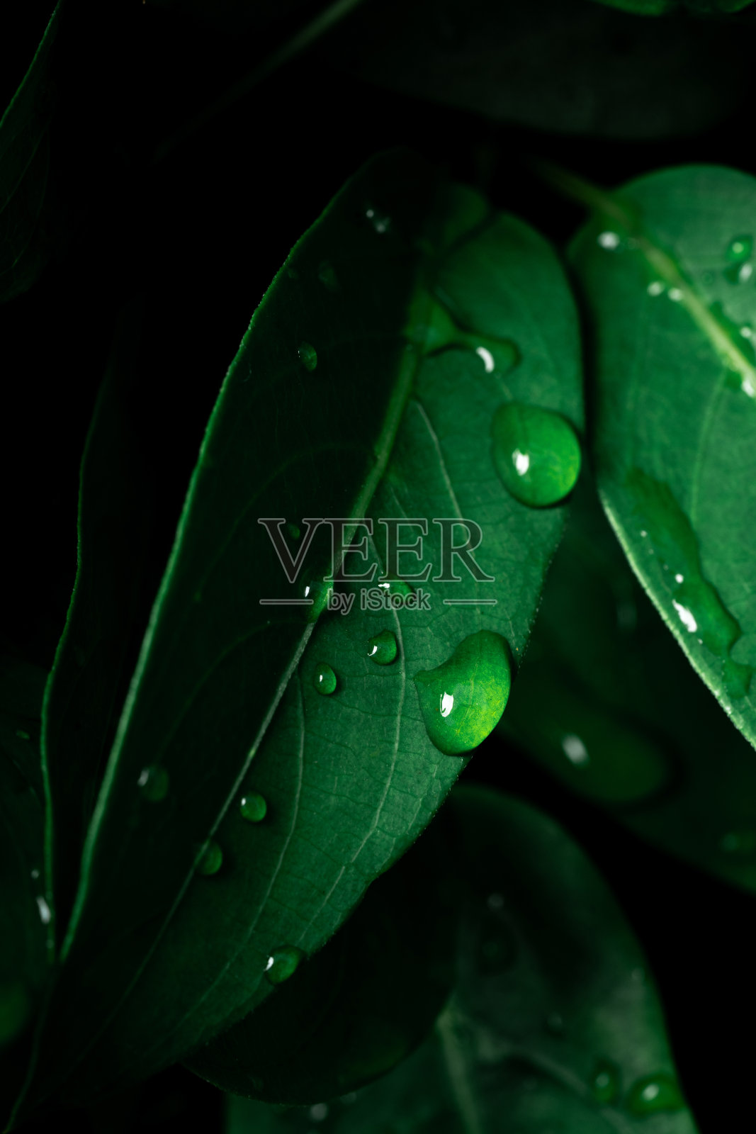 雨滴落在黑色背景上的新鲜绿叶上。树叶上水滴的微距镜头。雨后绿叶上的水滴。照片摄影图片