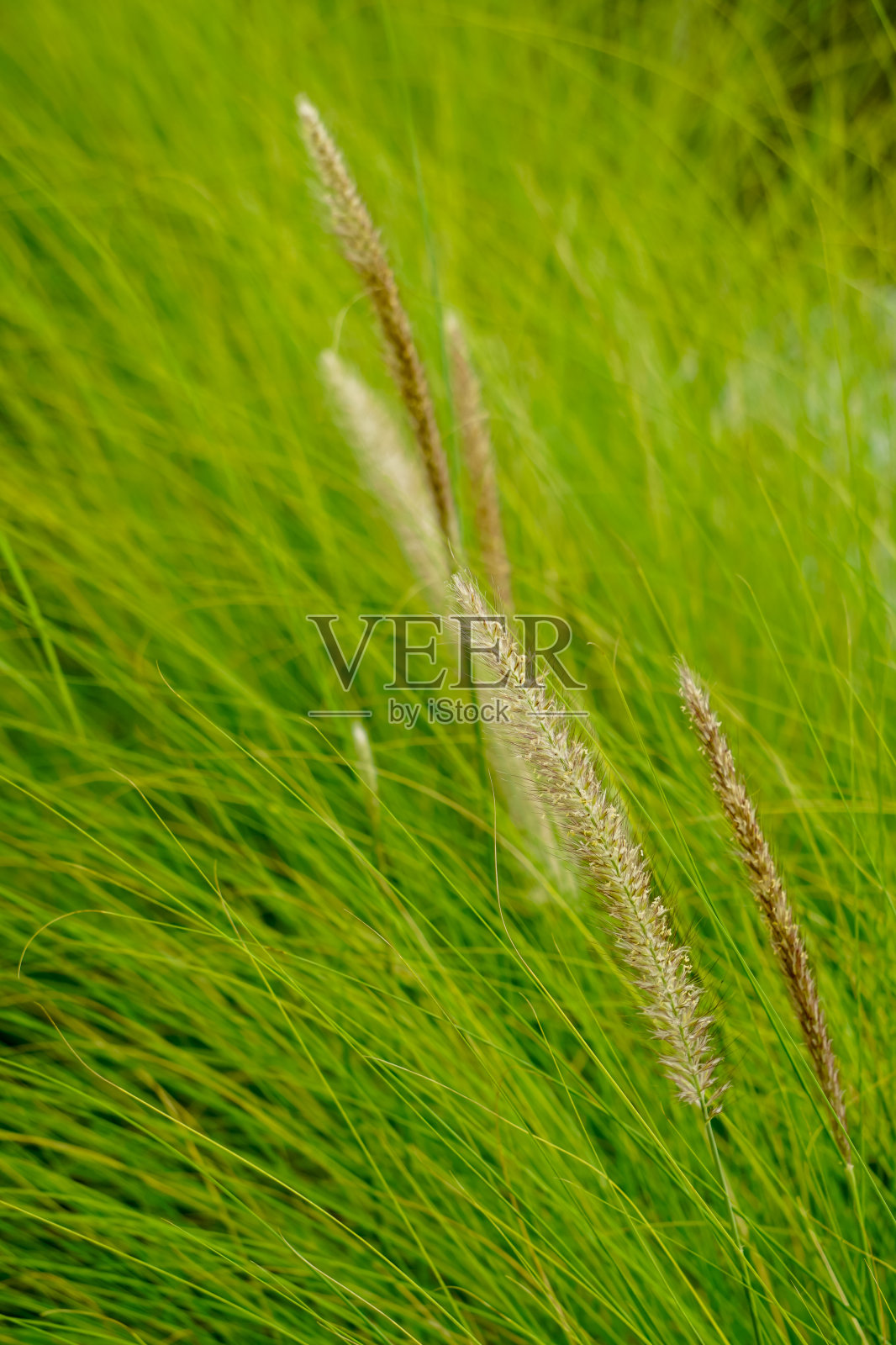 花园里的潘帕斯草(也叫Alang-alang, bunga kemoceng)。潘帕斯草(也叫Alang-alang, bunga kemoceng)有着自然的背景照片摄影图片