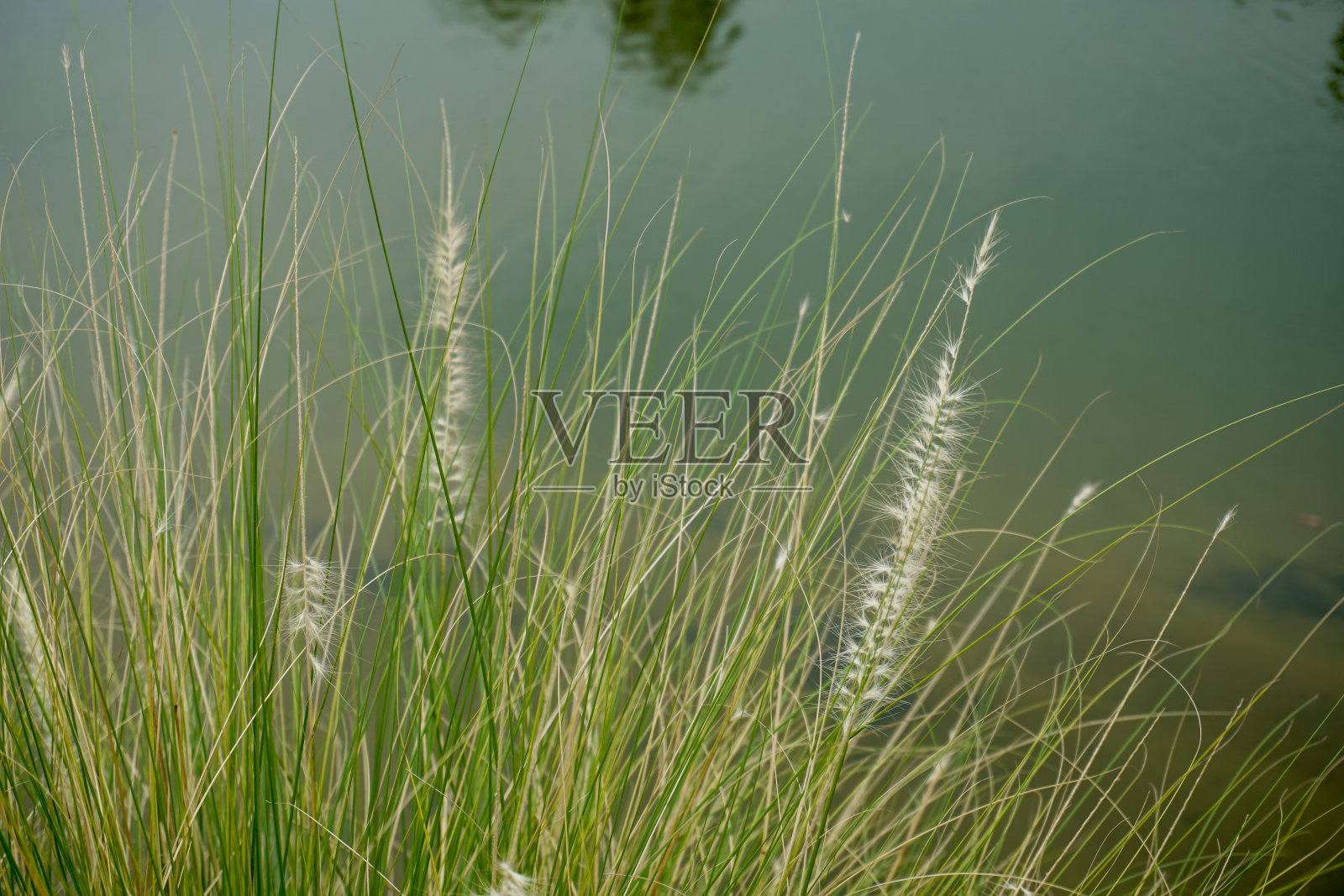 花园里的潘帕斯草(也叫Alang-alang, bunga kemoceng)。潘帕斯草(也叫Alang-alang, bunga kemoceng)有着自然的背景照片摄影图片