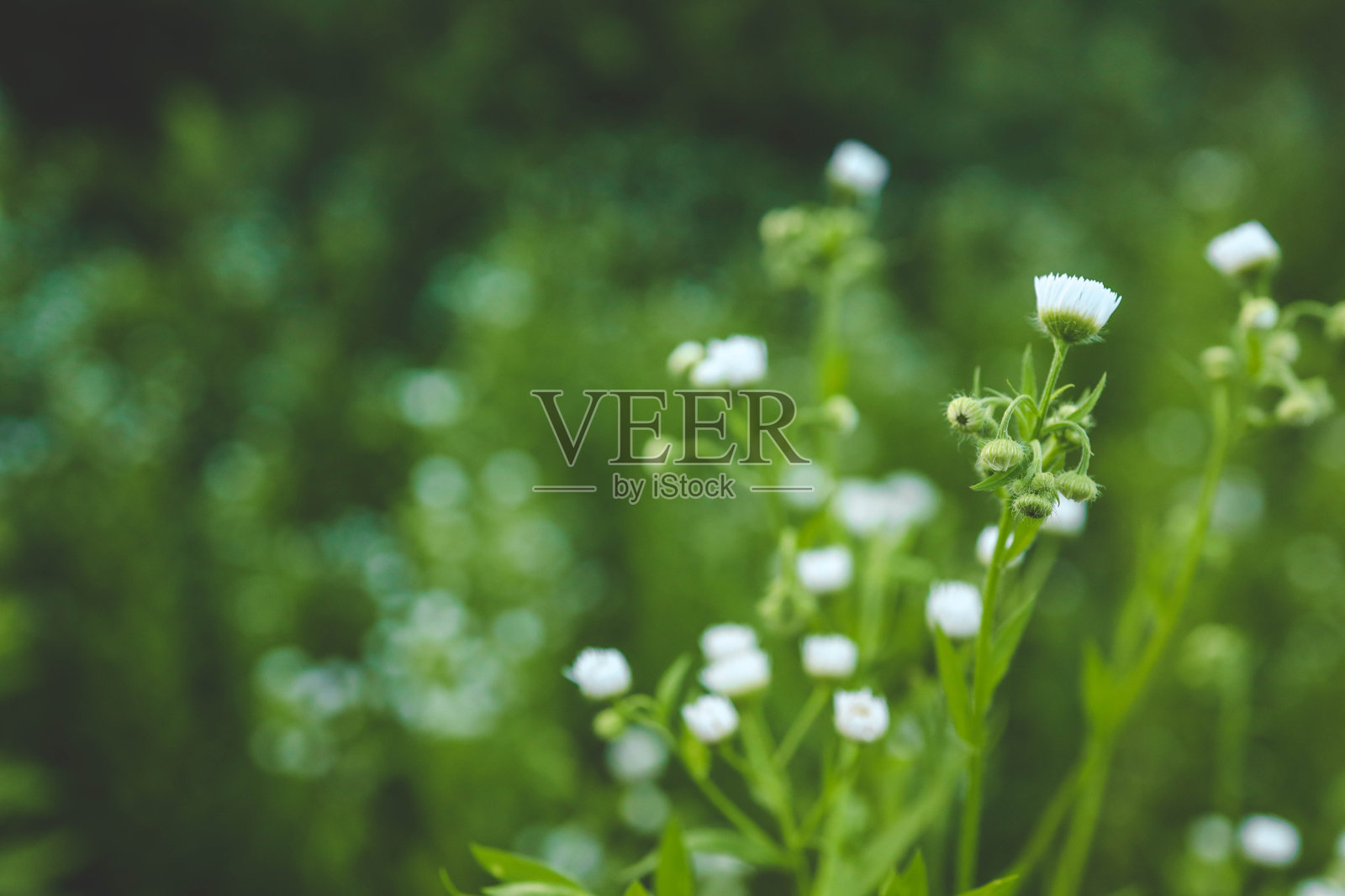 田野植物接近。小野地雏菊照片摄影图片