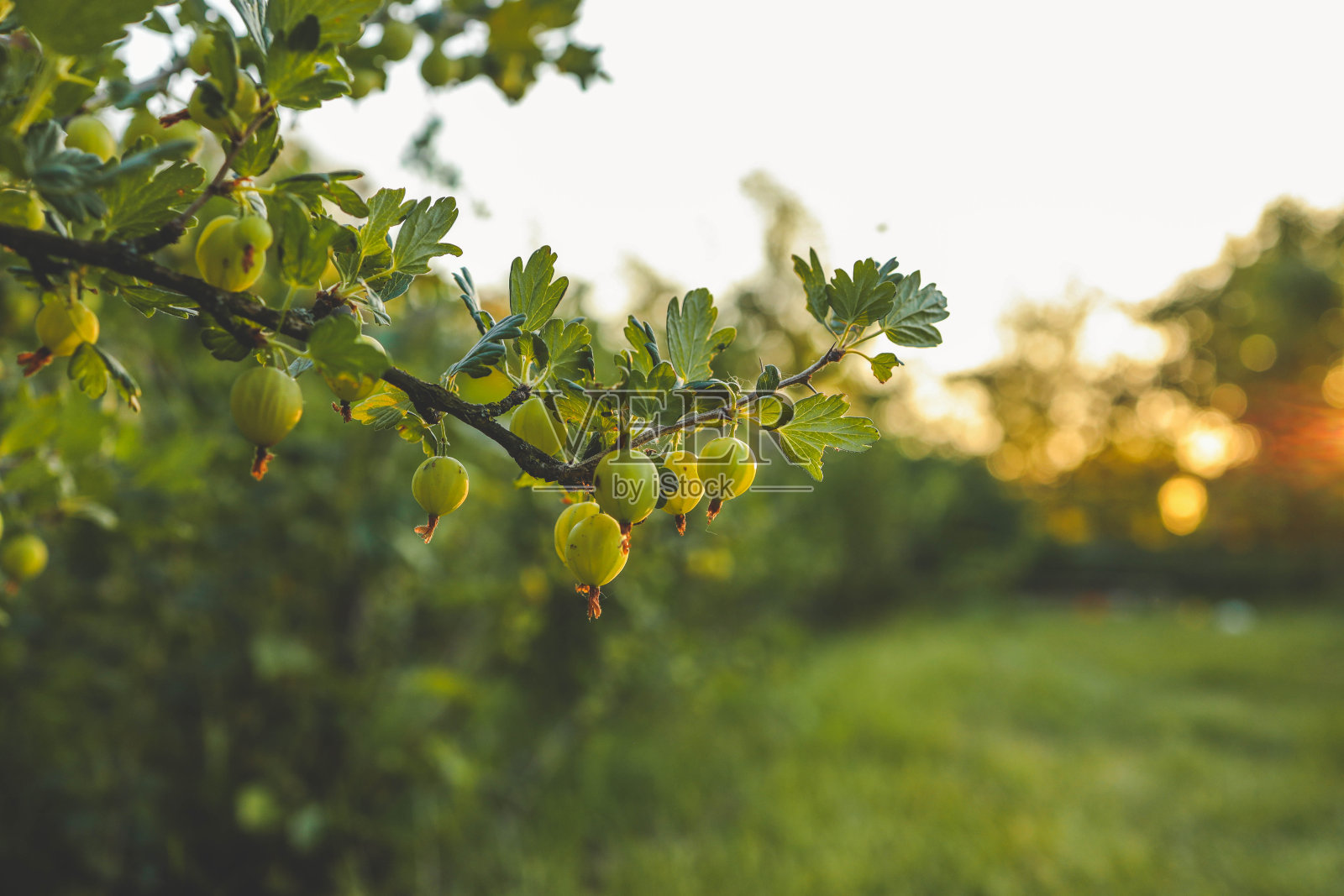 花园里的树枝上长着甜美成熟的绿色醋栗照片摄影图片