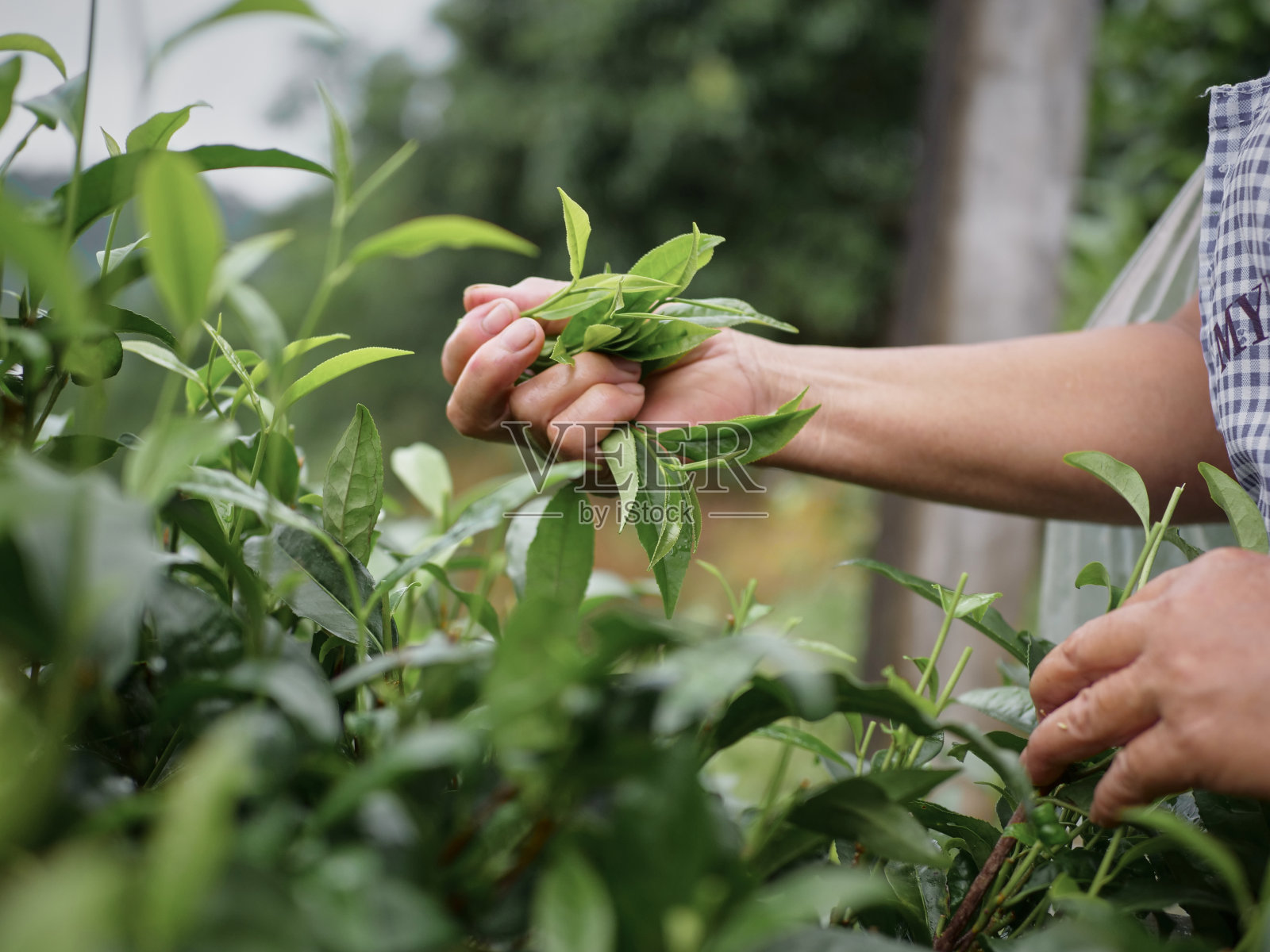 采茶特写照片摄影图片