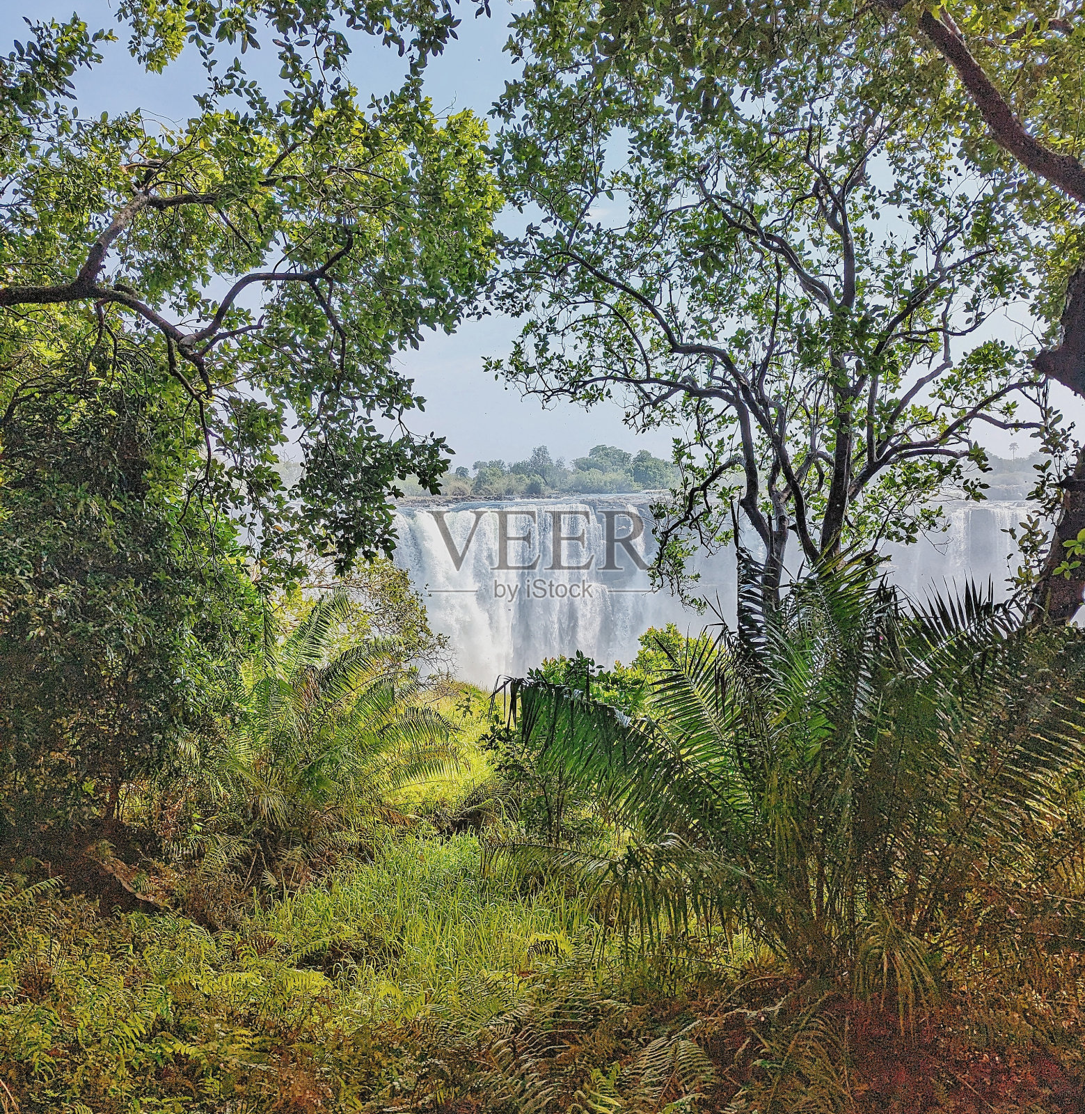 维多利亚瀑布的壮观景色被郁郁葱葱的绿色植物包围照片摄影图片