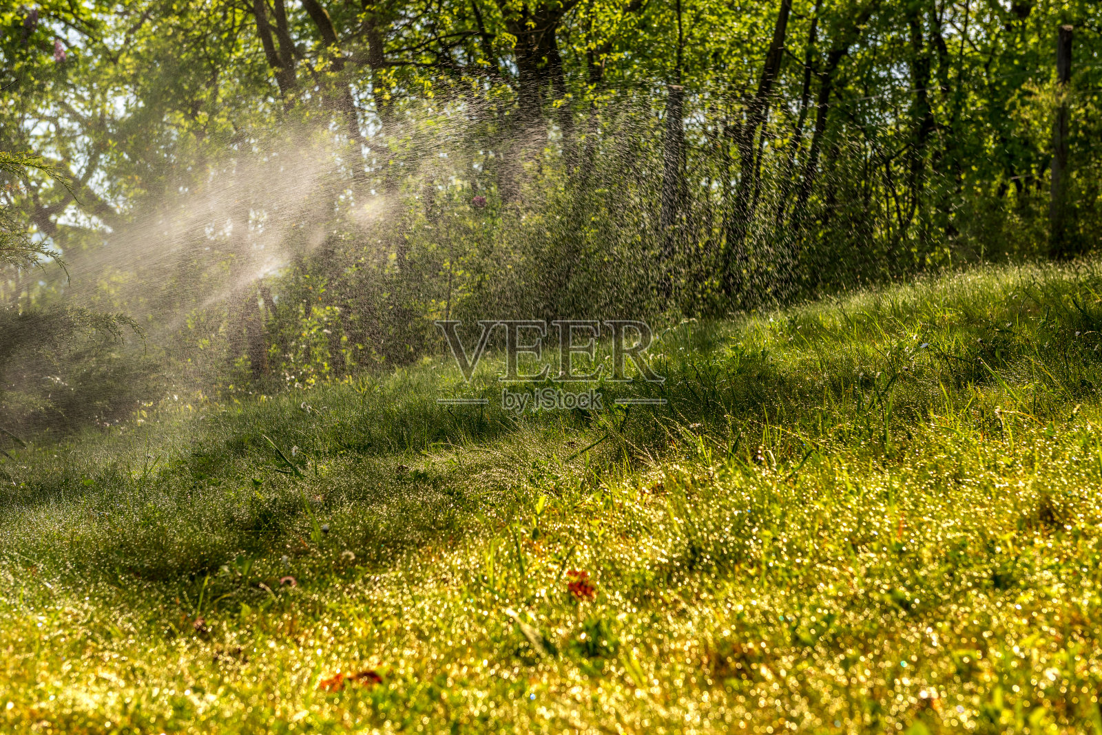 洒水器在阳光下的绿草背景上。照片摄影图片