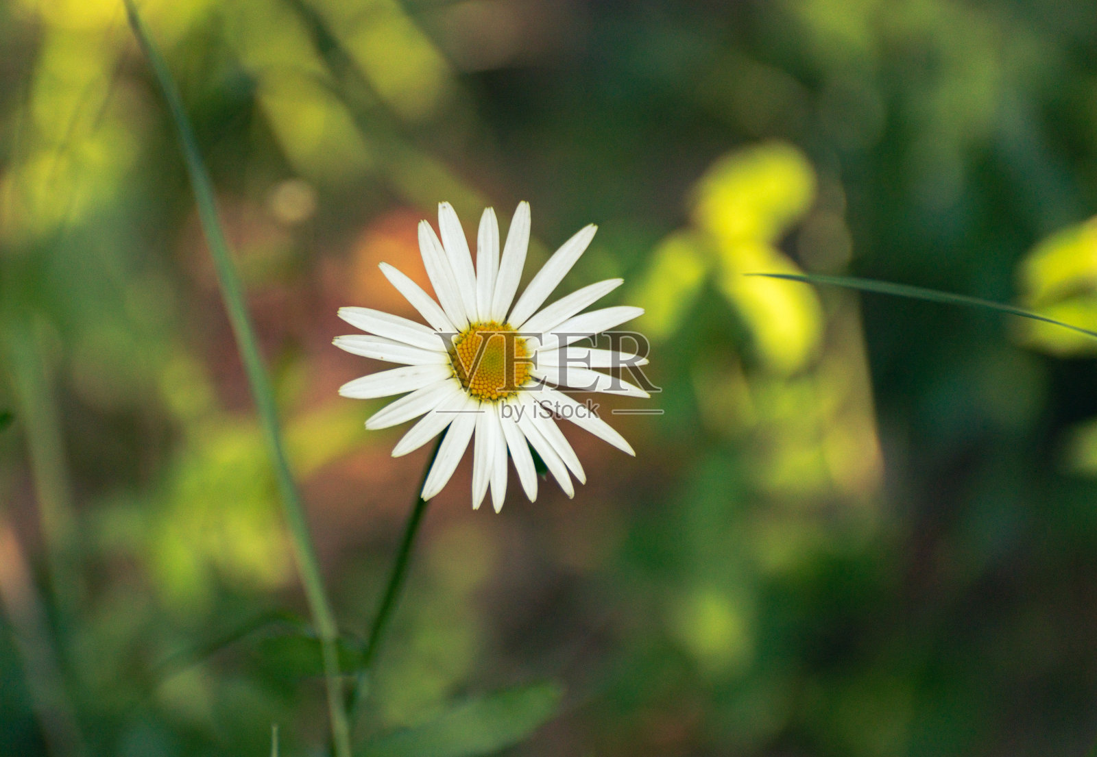 在夕阳下盛开的白色雏菊照片摄影图片