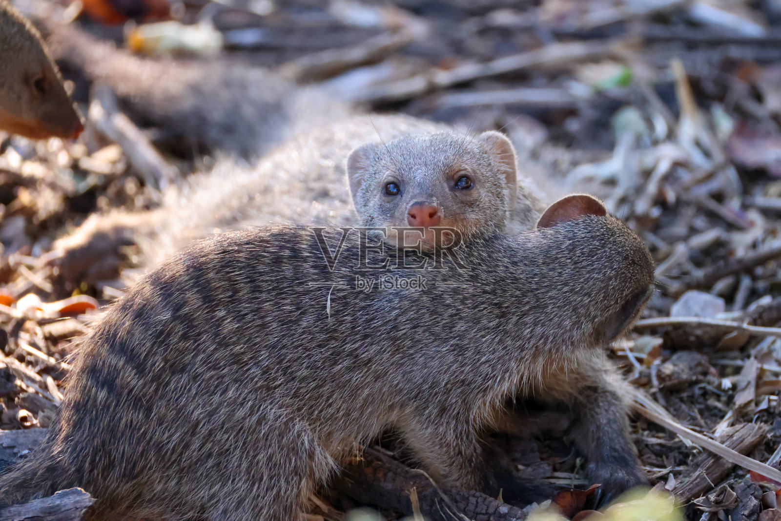 一群带条纹的猫鼬照片摄影图片