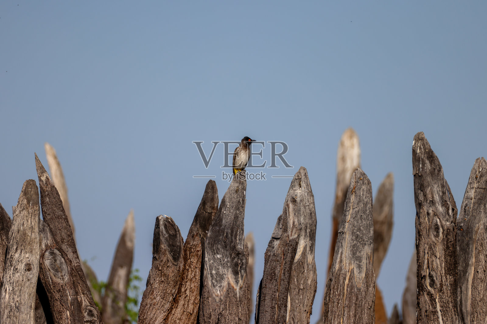 围栏上的非洲红眼球照片摄影图片