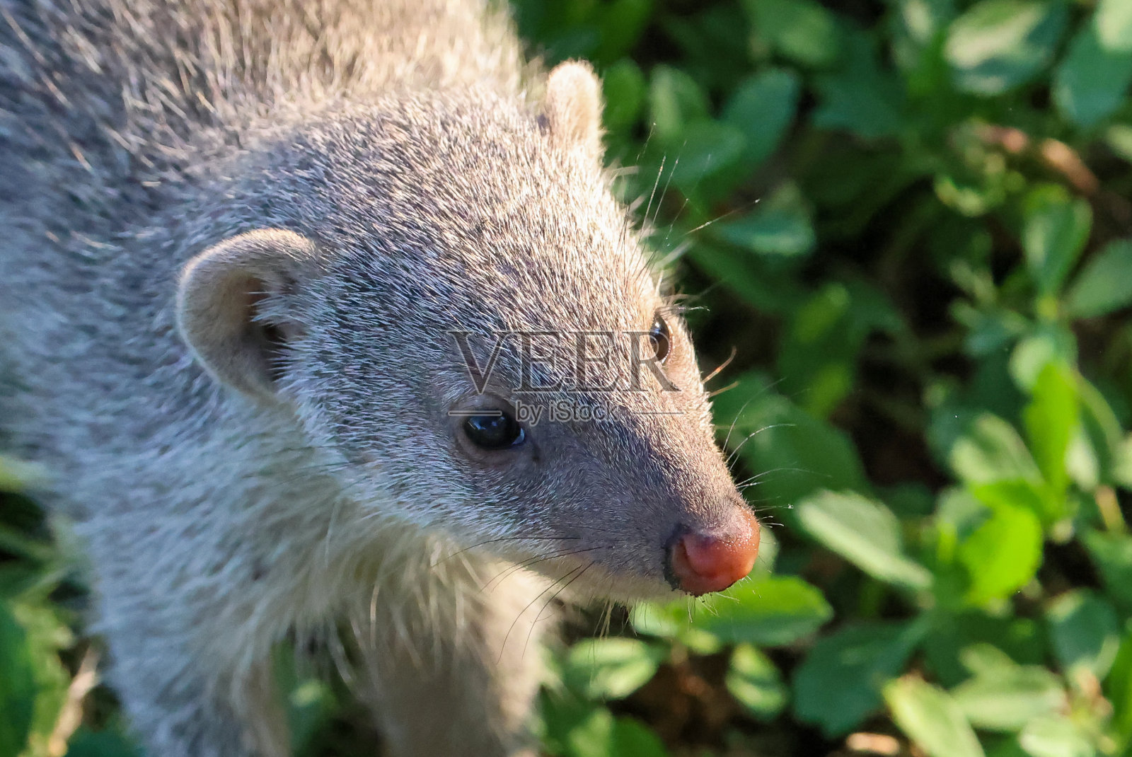 一只带条纹的猫鼬的肖像照片摄影图片